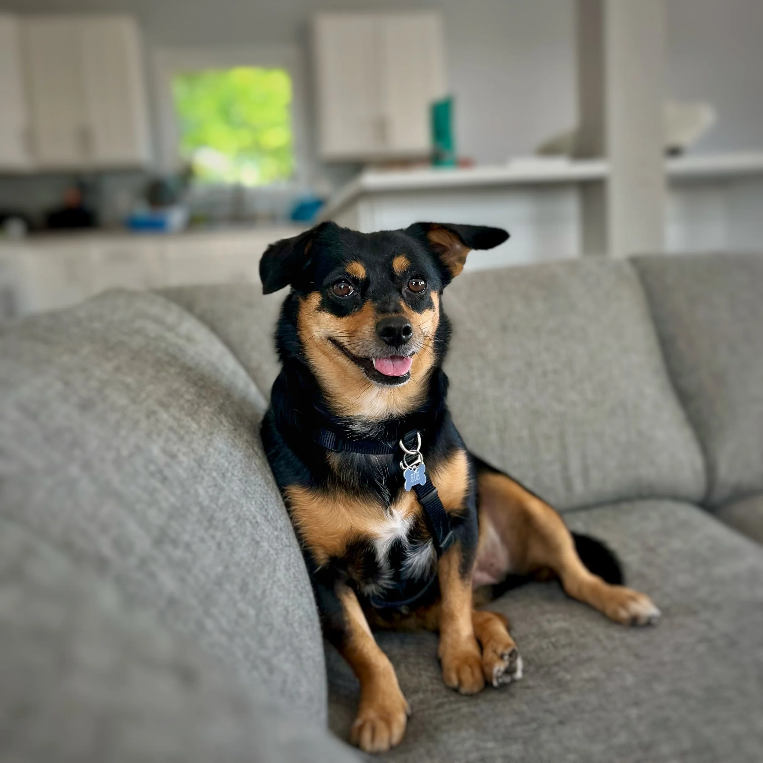 A black and tan mixed breed dog sitting on a grey couch. 