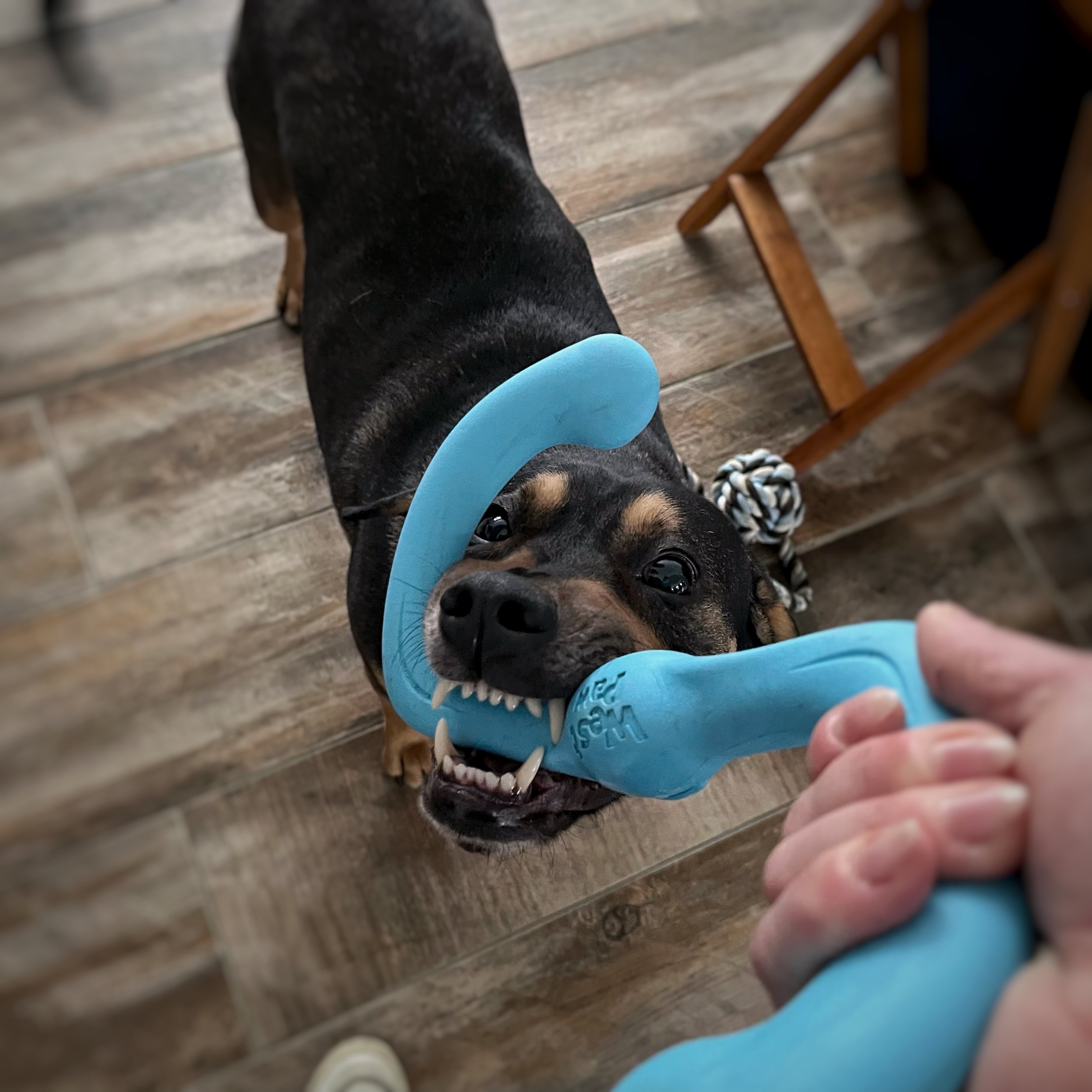 A dog holding onto a blue tug toy with his teeth bared in a friendly manner.