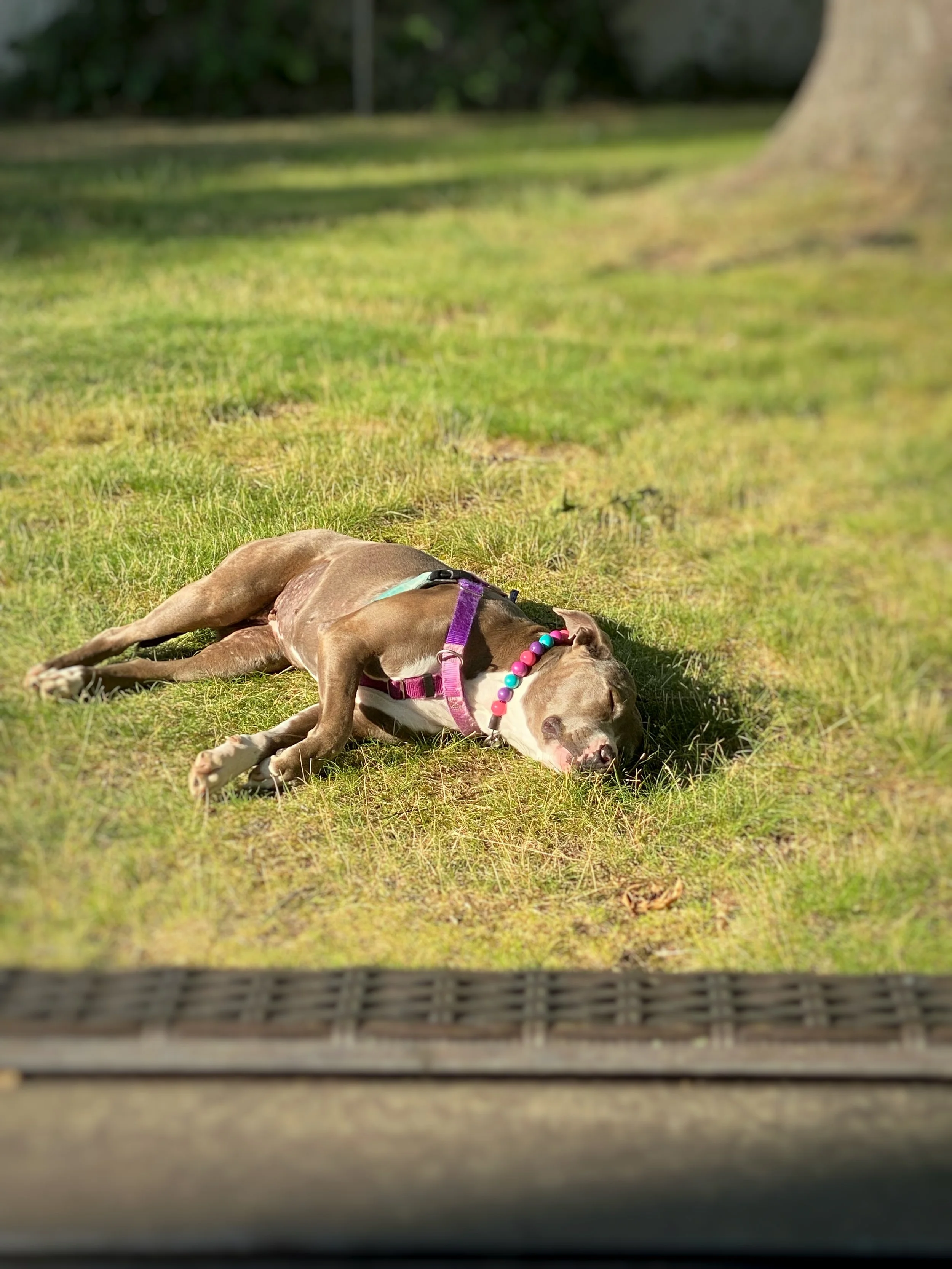 A grey pitfull laying on the grass in the sun.