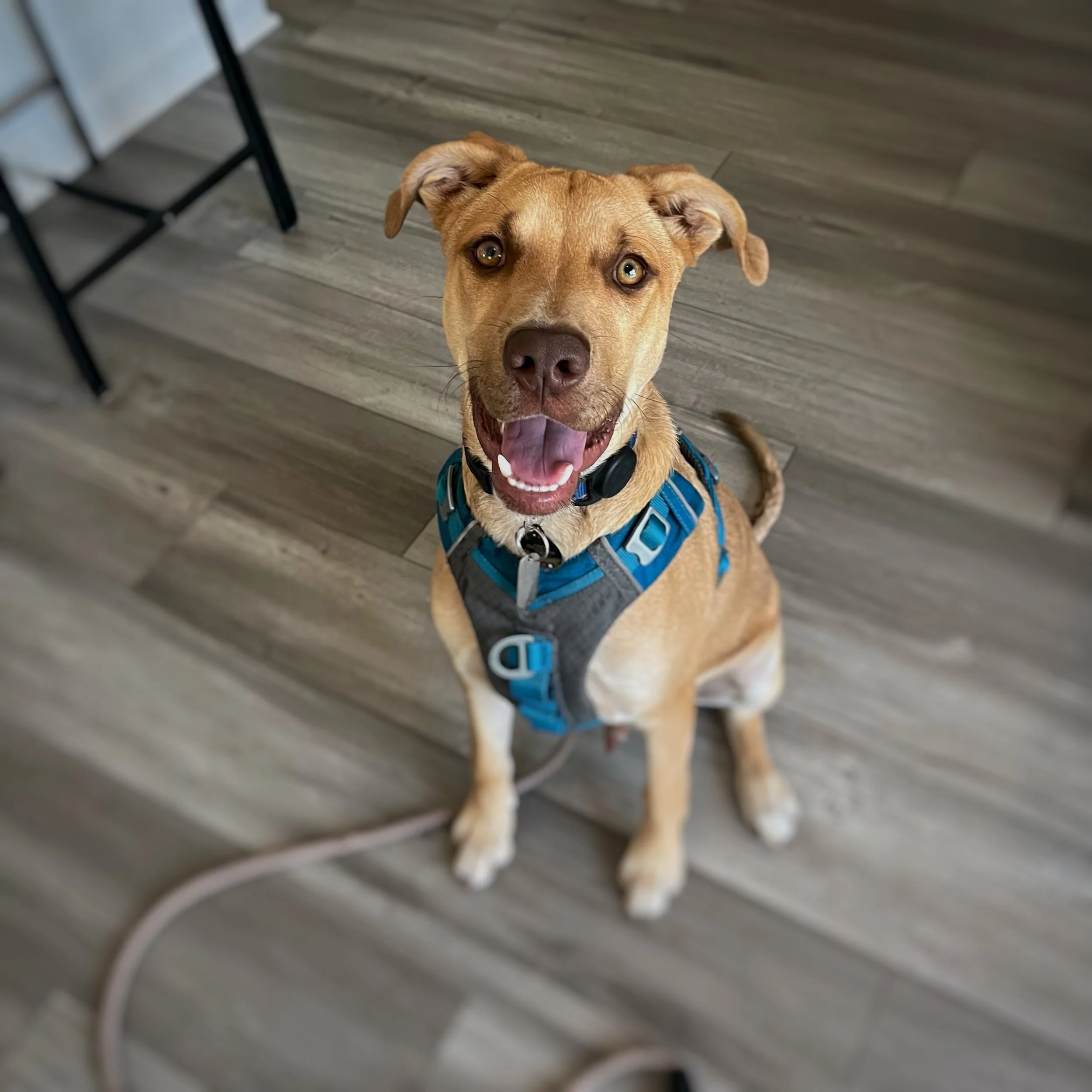 A tan mixed breed dog with a blue harness.