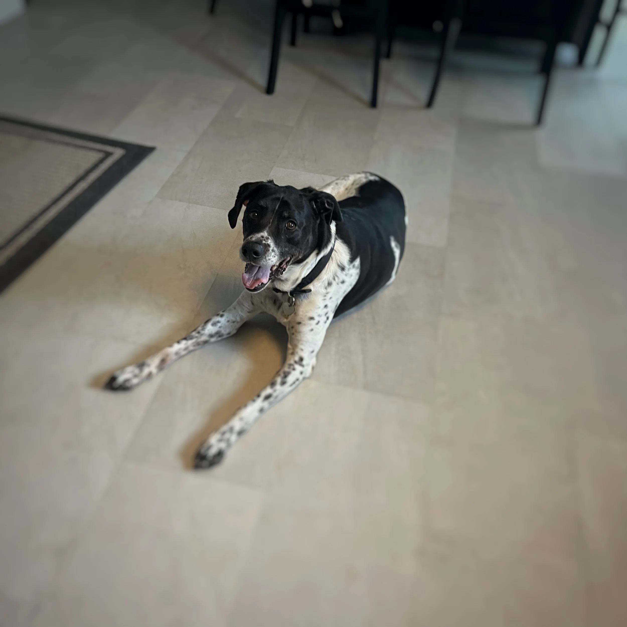 A black and white mixed breed dog laying on a kitchen floor.