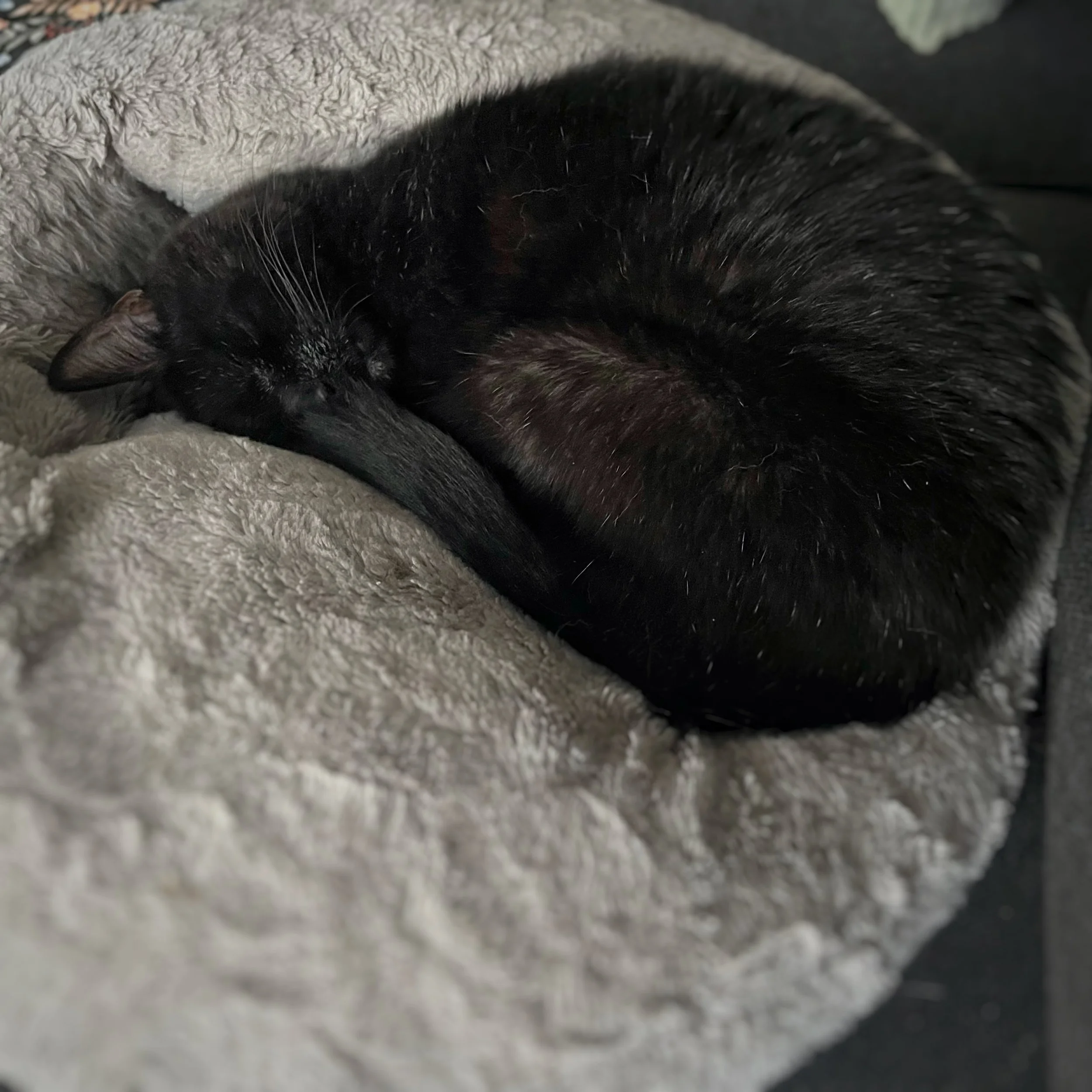 A black cat curled in a ball sleeping on a grey bed.