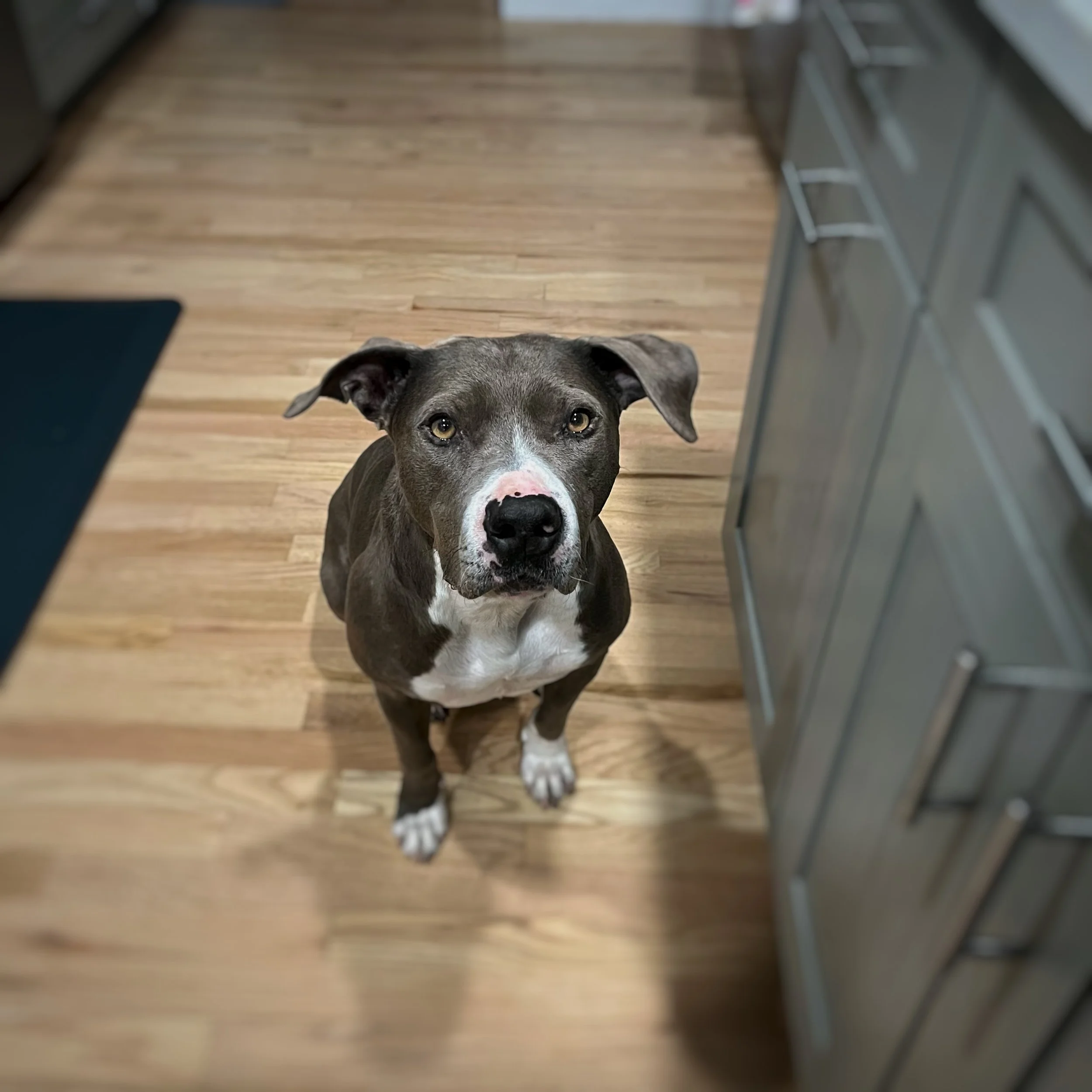 A grey and white pit mix with a black nose. 