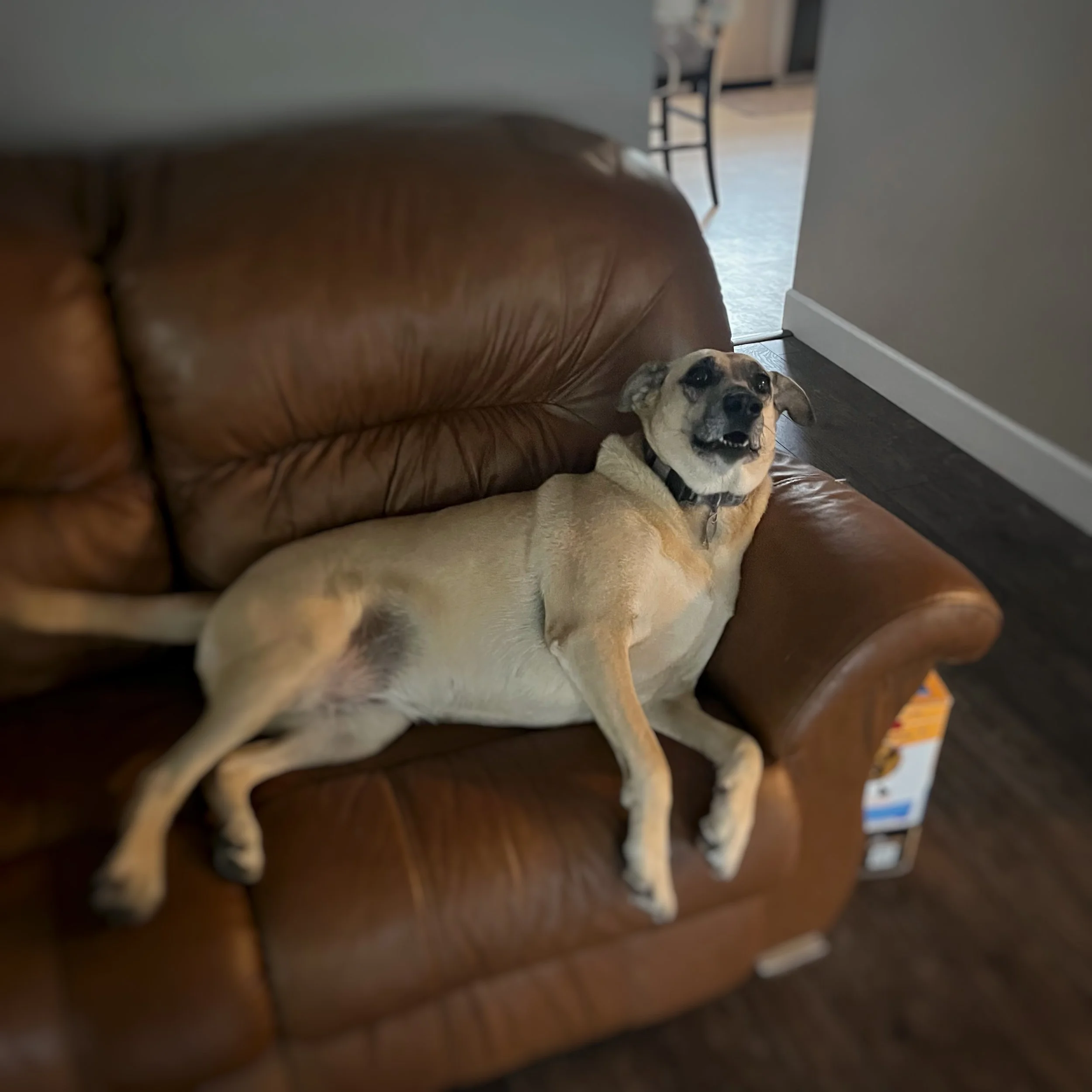 A tan dog laying on her back for belly rubs on a brown couch.