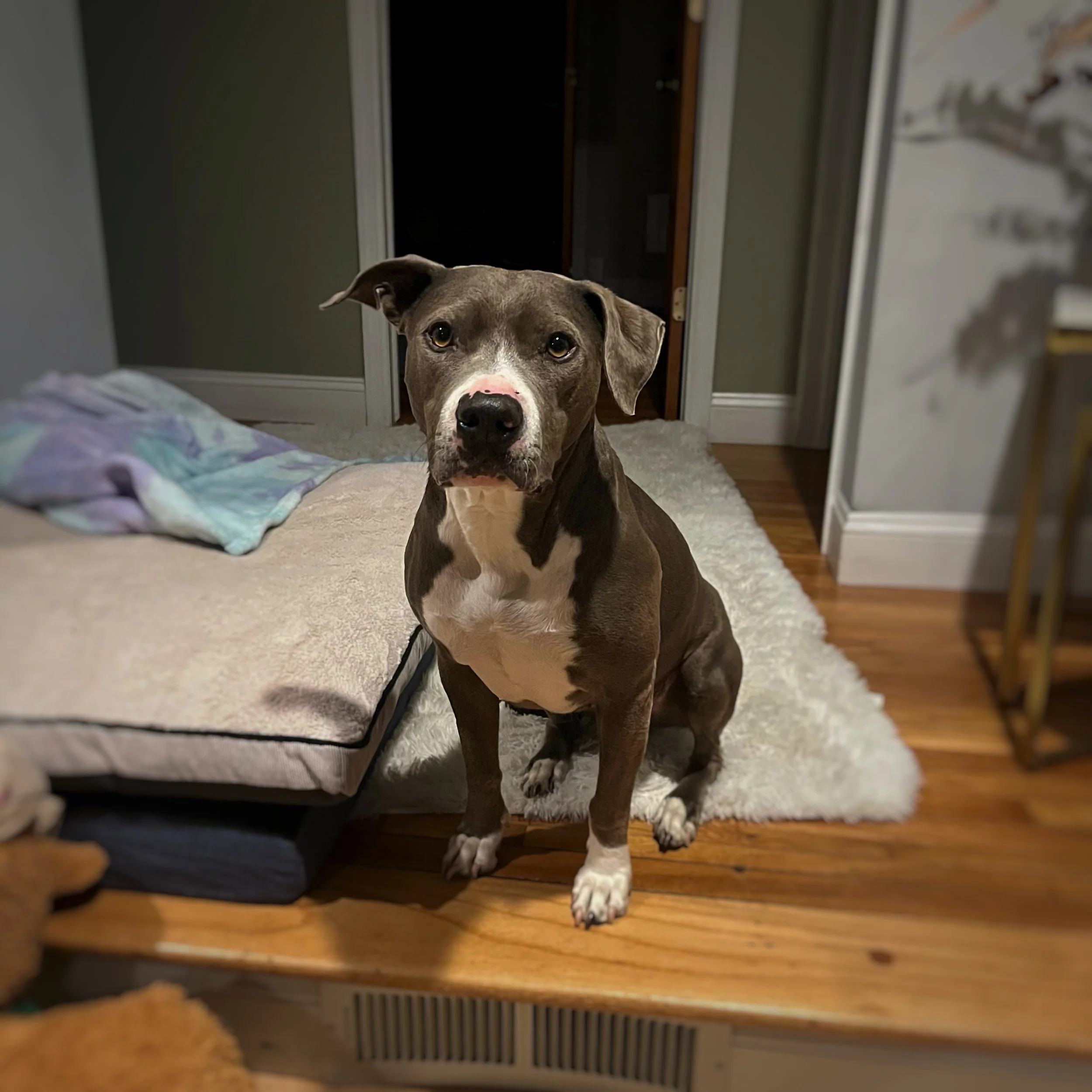 Aella