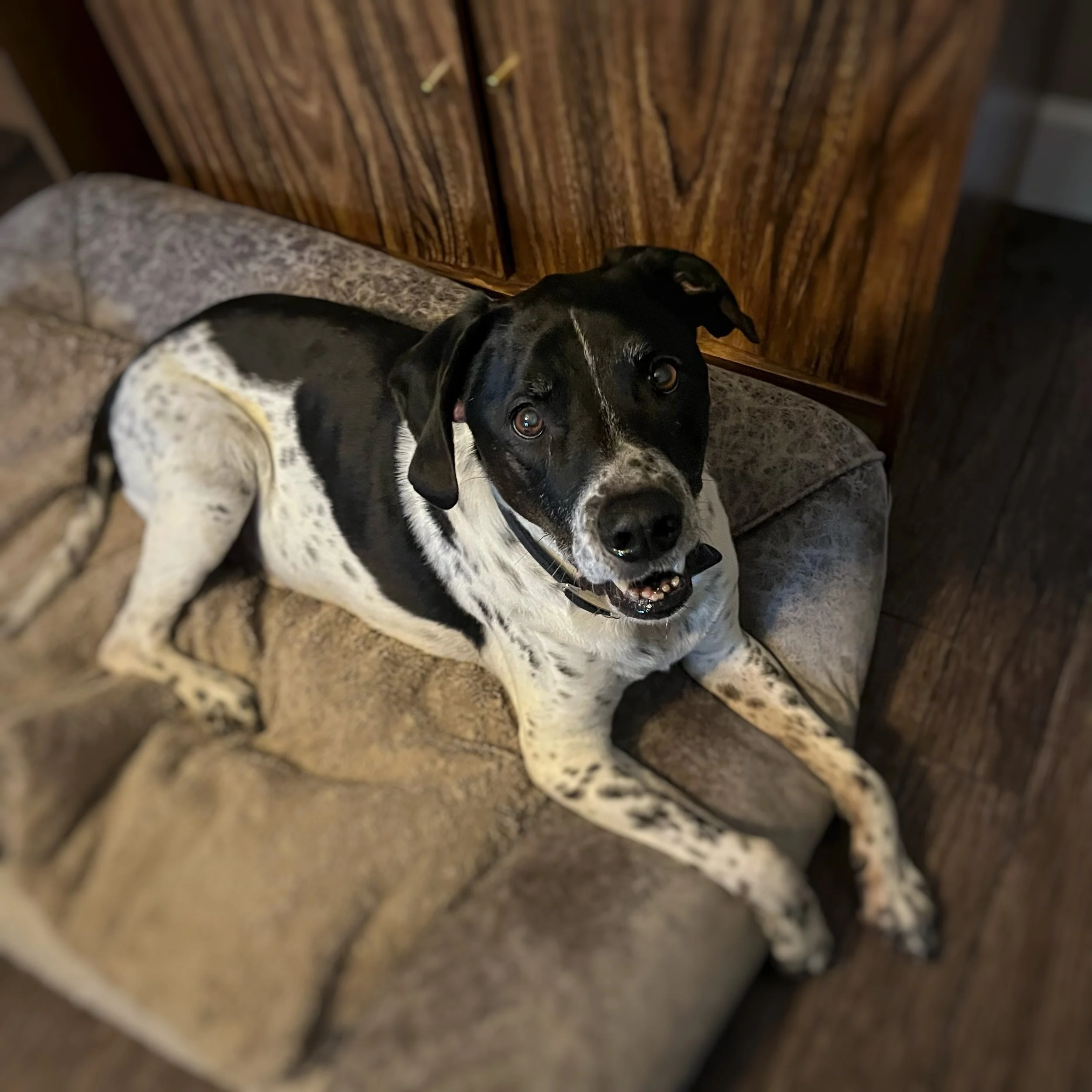 A black and white mixed breed dog laying on a grey bed.