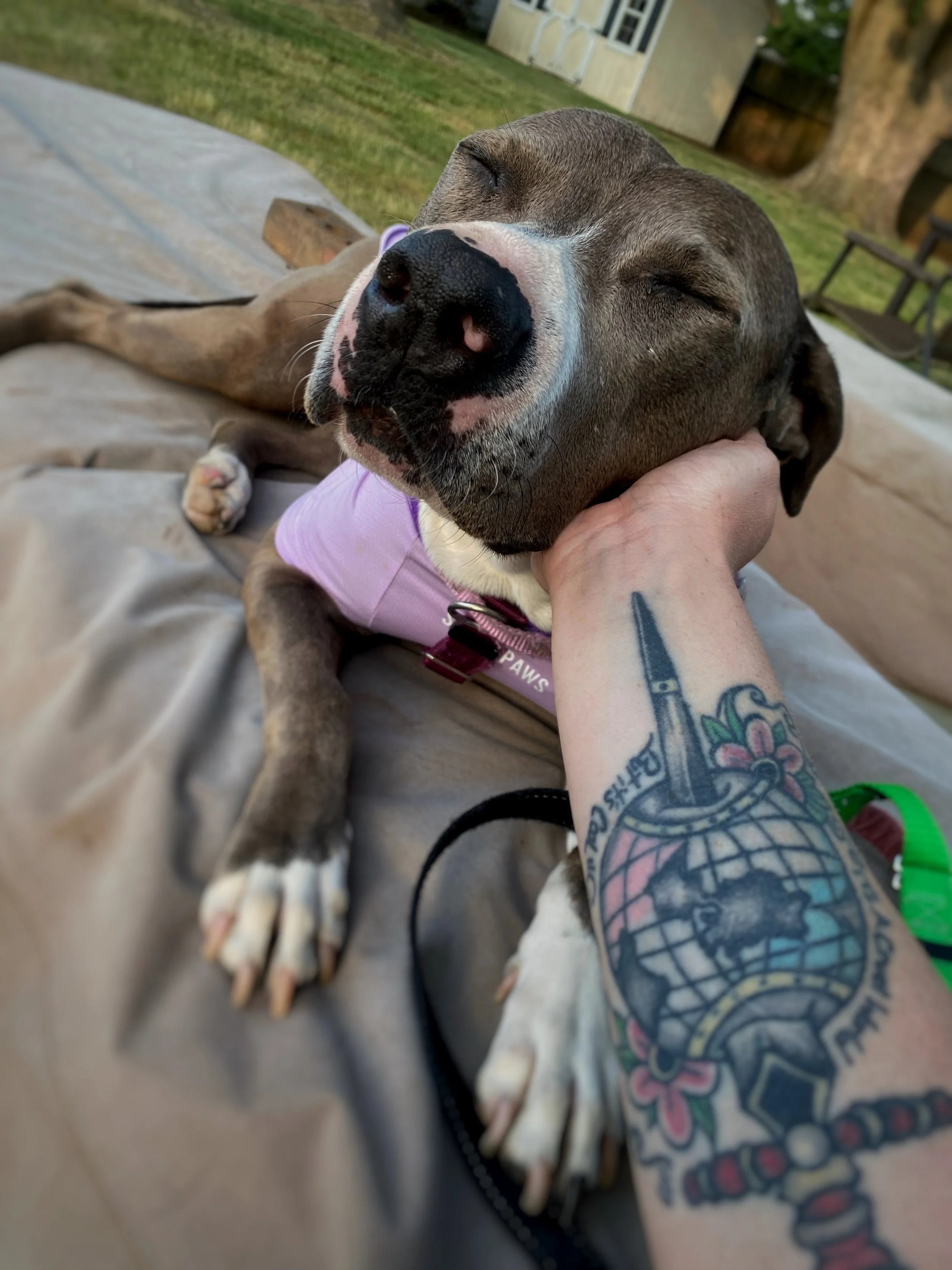 Aella