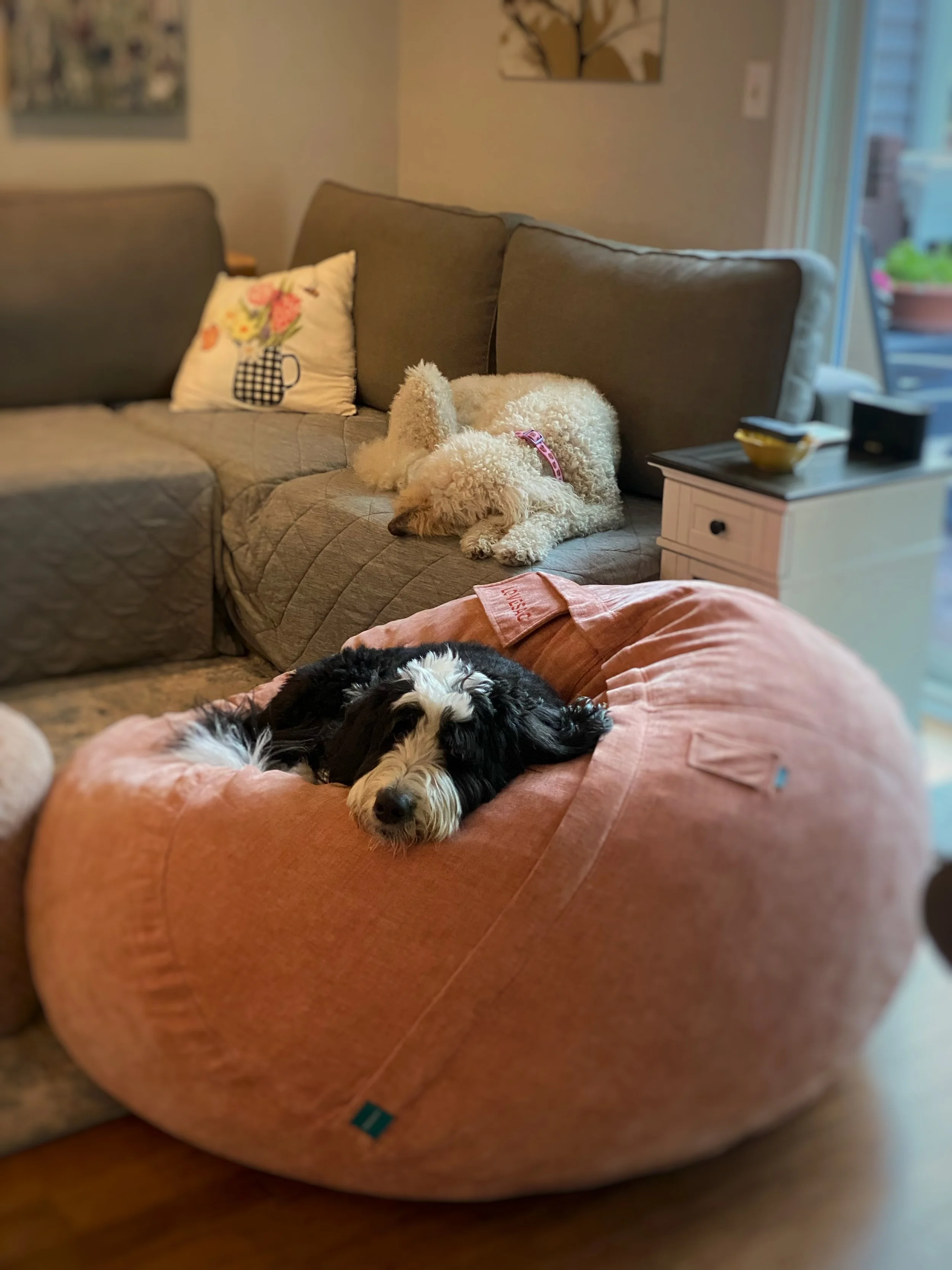 A white Goldendoodle on a grey couch with a black and white Bernedoodle curled up on a pink bean bag chair. 