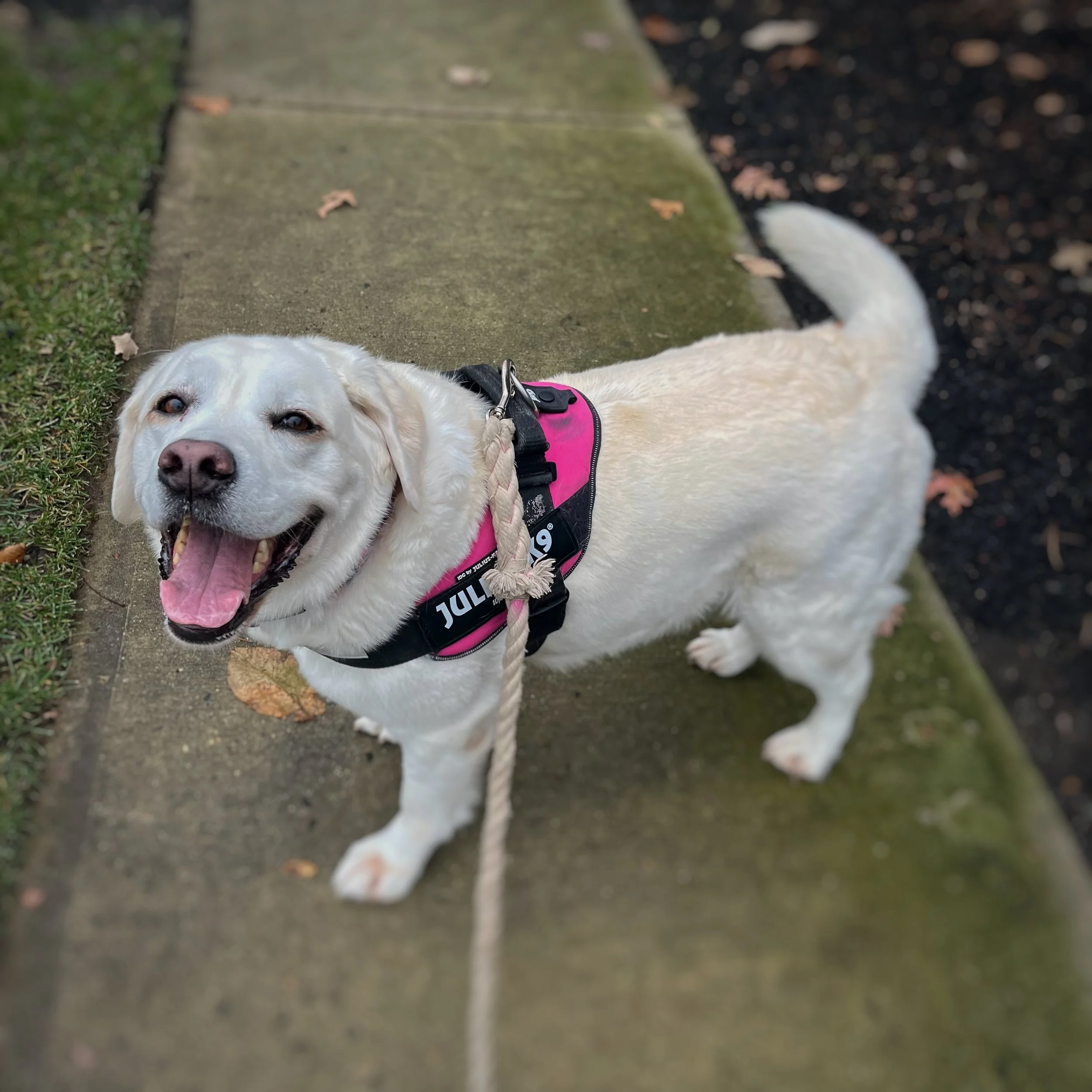 A yellow lab in a pink harness looking happy.