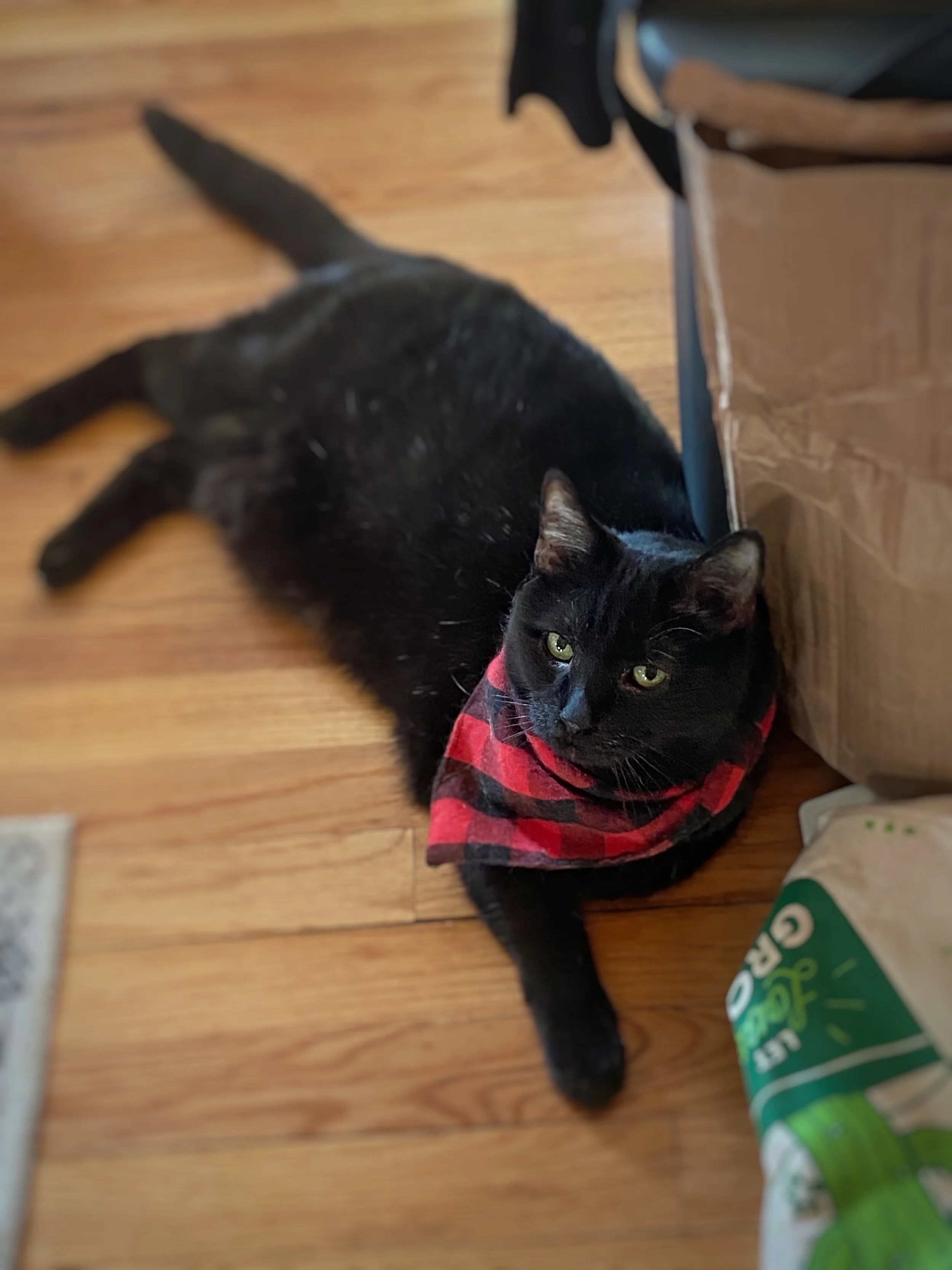 A black cat wearing a black and red checkered bandana. 