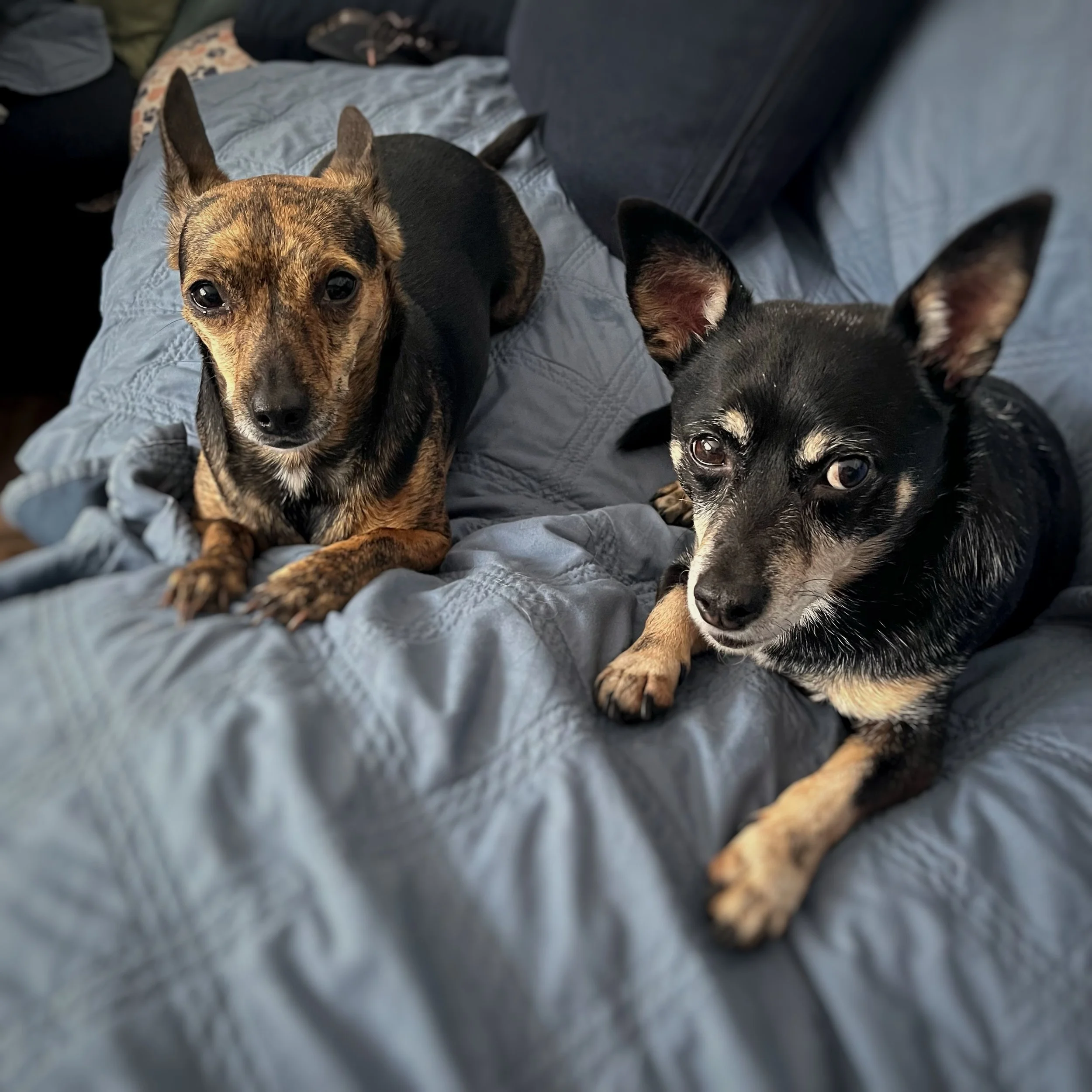 Two Chihuahua mix dogs laying on a blue couch.