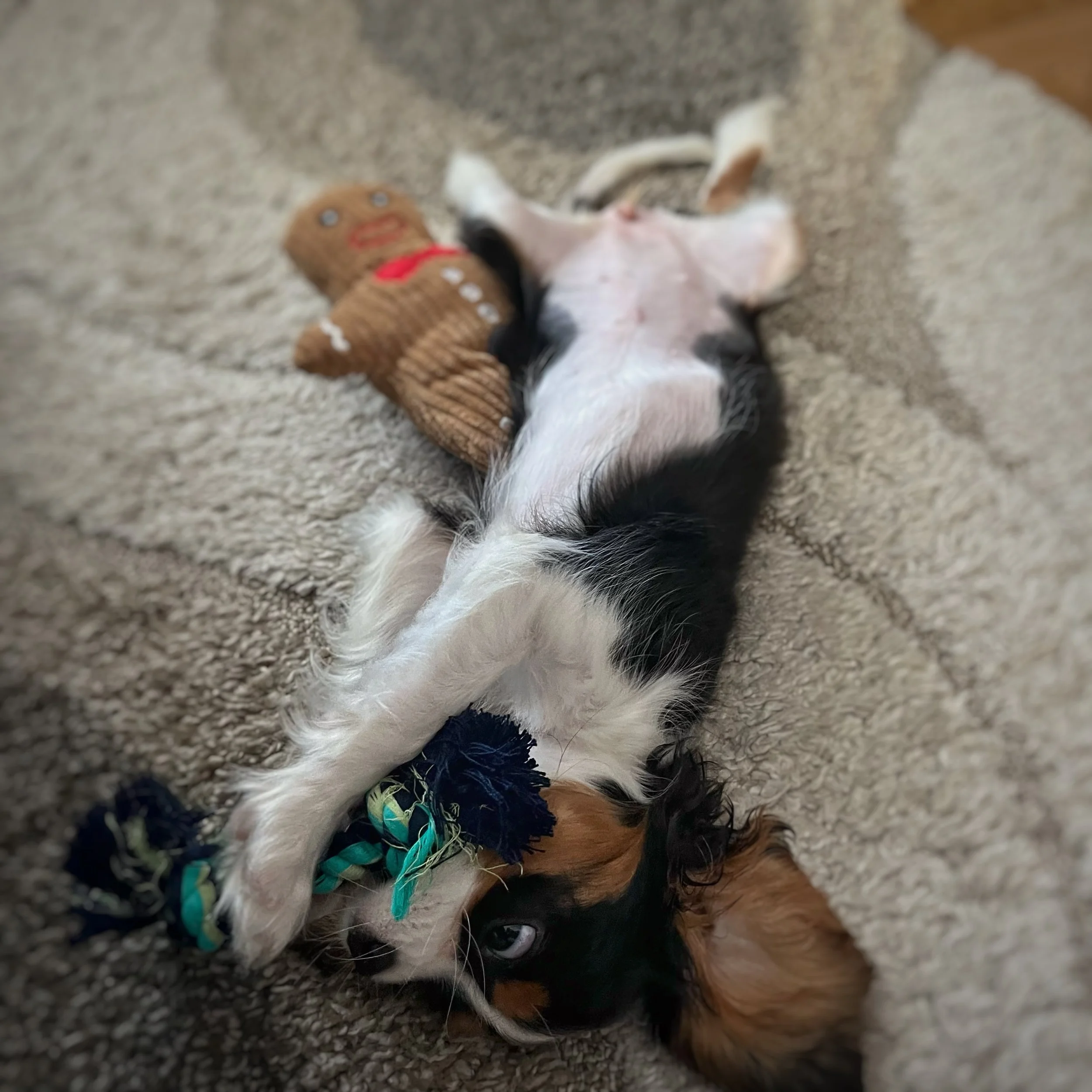 A Cavalier King Charles Spaniel puppy laying on her back with a rope toy in her mouth.