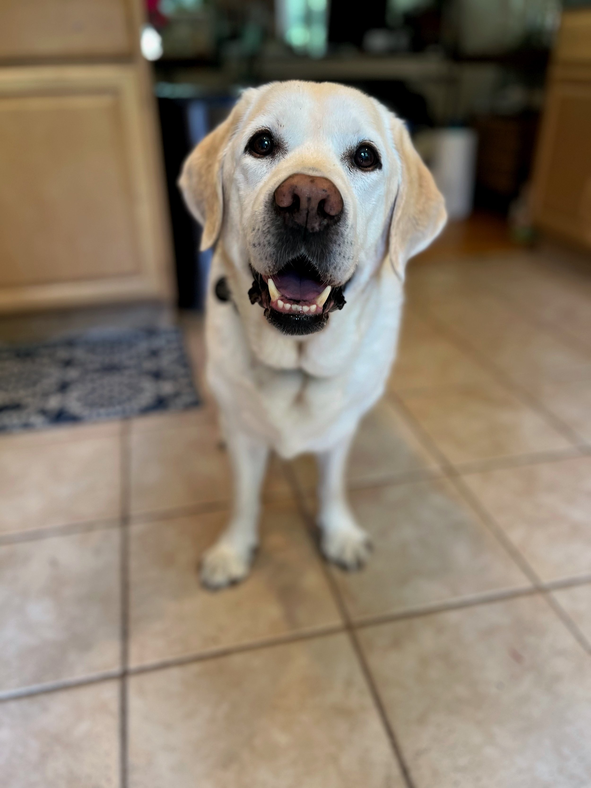 Holly
