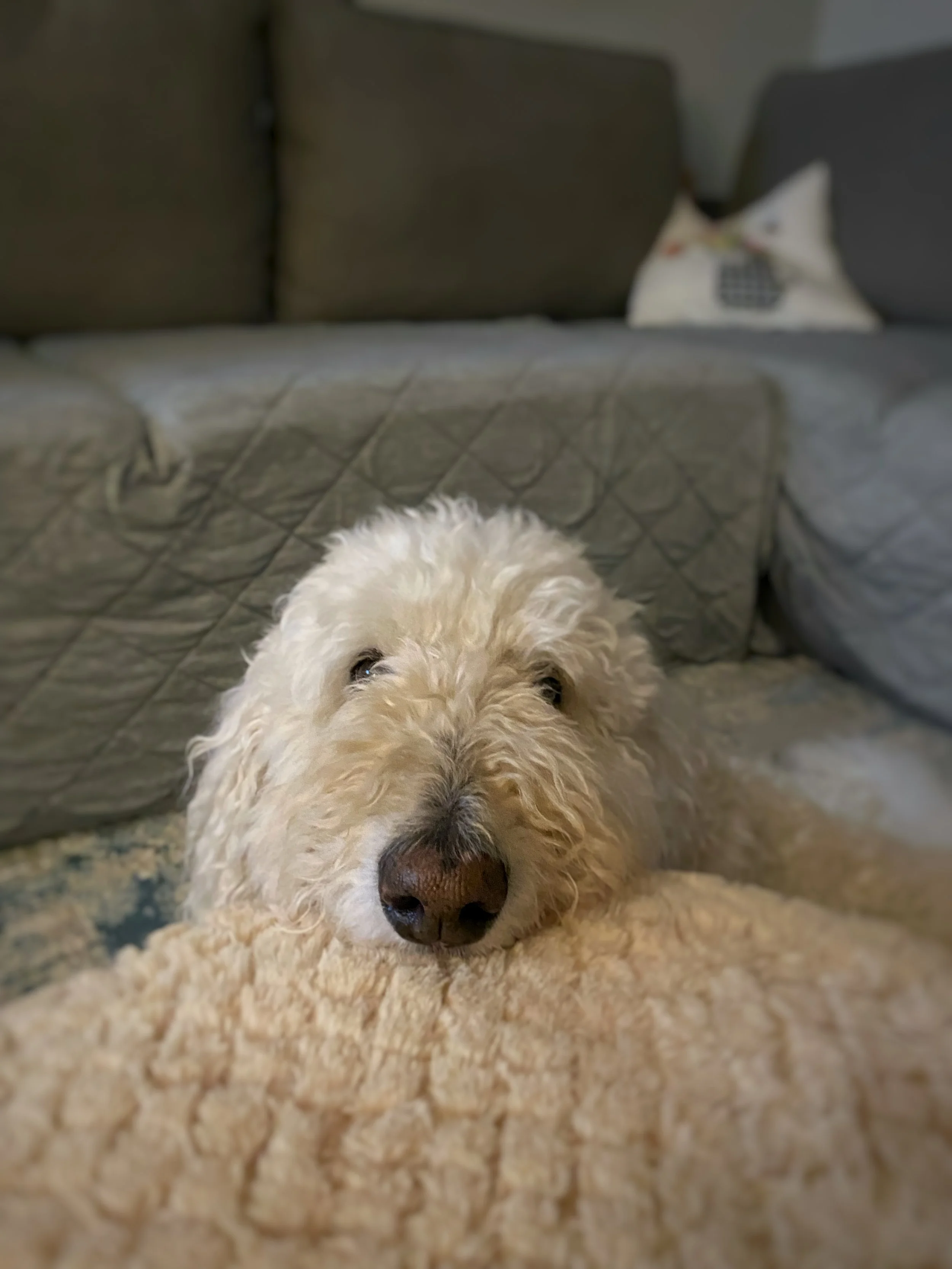 A white goldendoodle resting her head on a cream colored pillow. 
