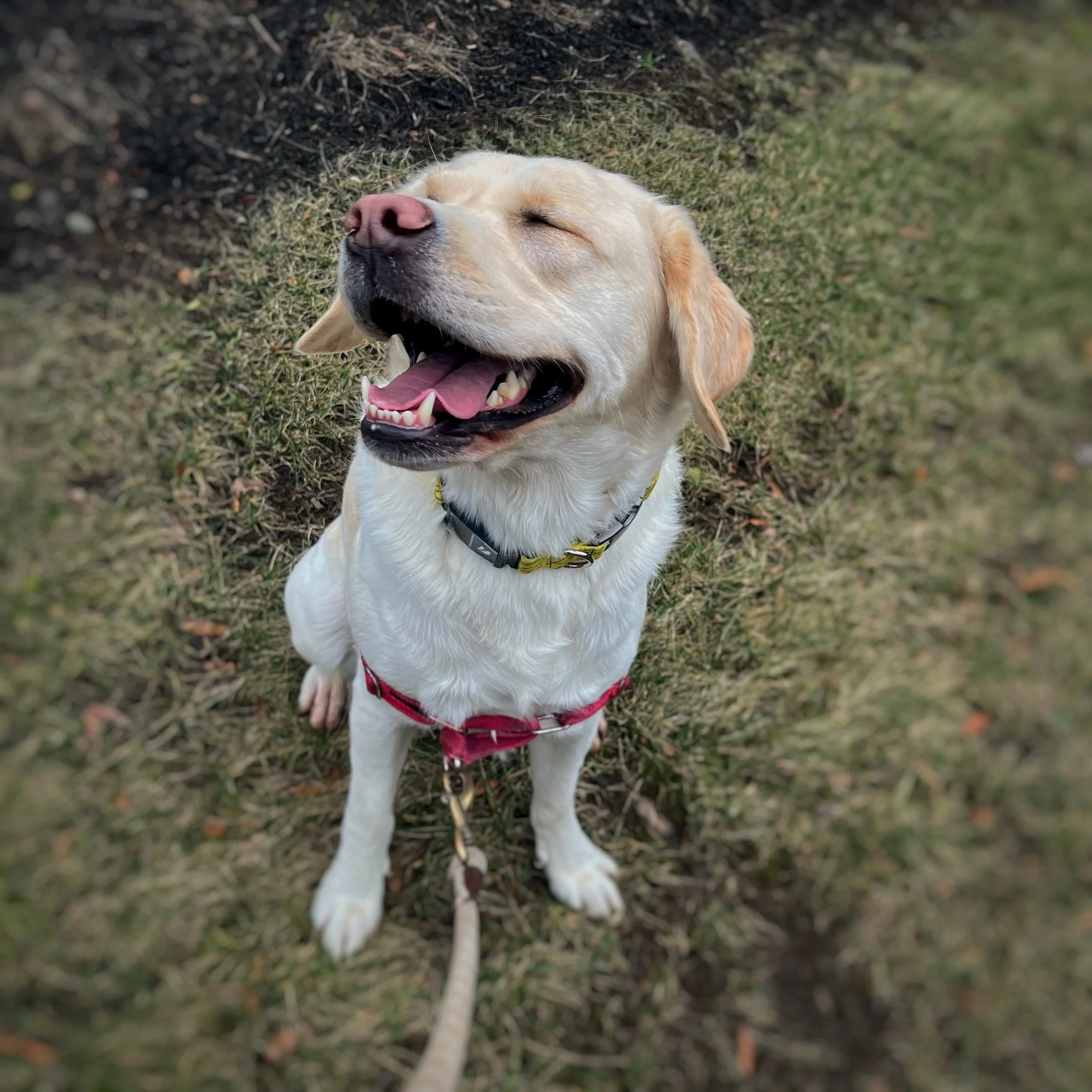 A yellow lab sitting and panting with her eyes closed enjoying a light breeze.