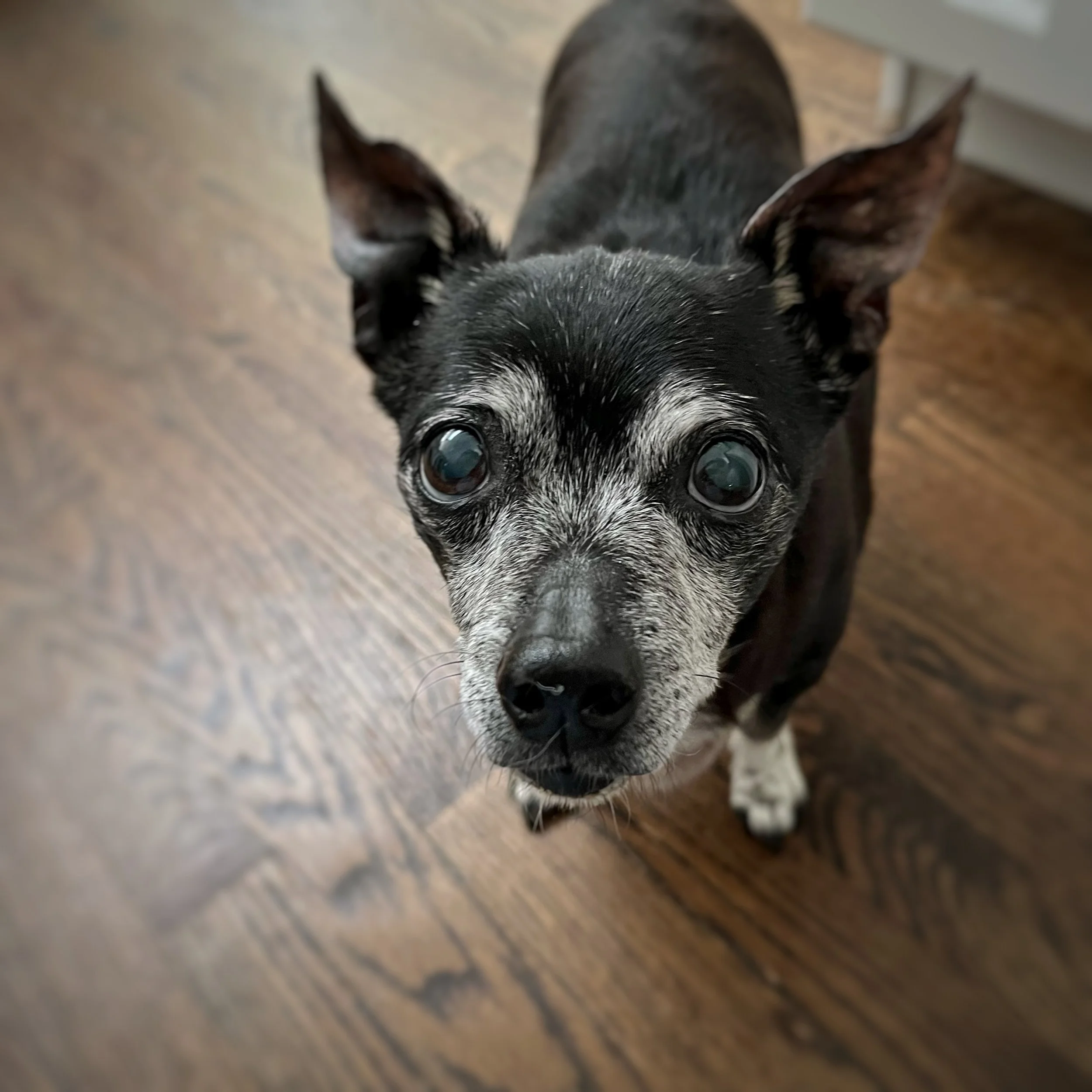 A senior black Chihuahua mix with grey around her eyes and nose. 