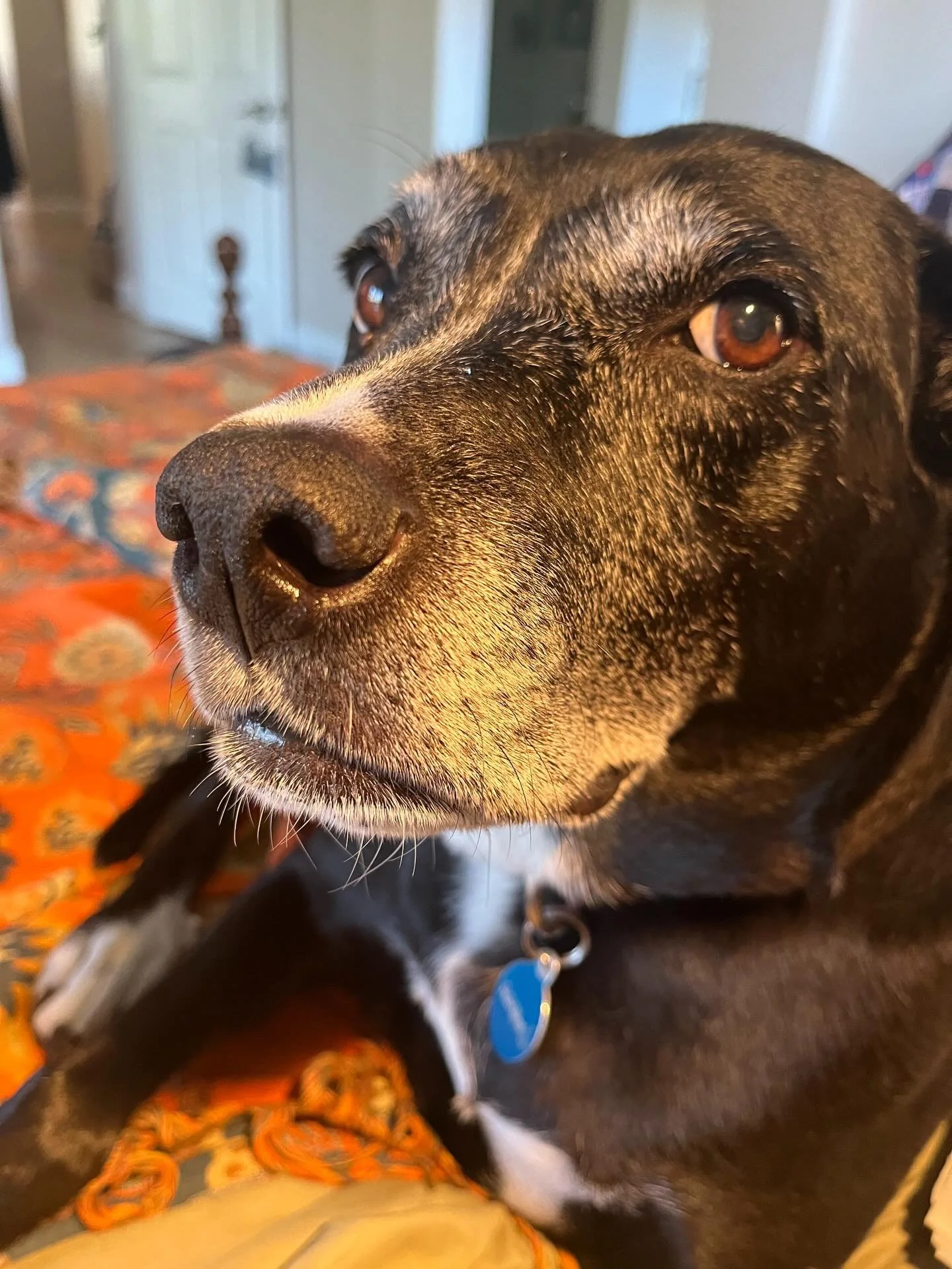 This post is hard to write. But it would be harder to stay silent.
Most of you know The Rosie Project. What many of you may not know is that none of it would exist without Laughing Pony Rescue &mdash; where I began, where our horses found their home,