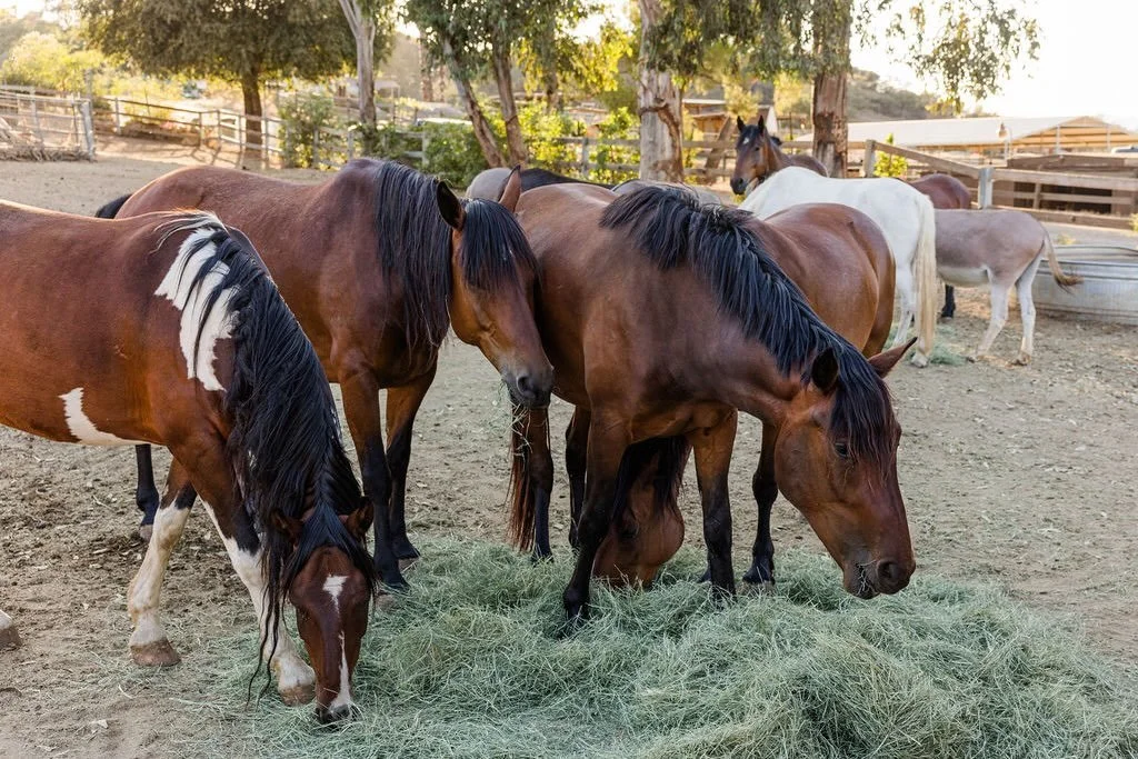 Almost 100 degrees at Katy&rsquo;s Farm today and not one person complained. Forty incredible women showed up, each one bringing something different to the circle. Volunteers who never stop giving. Horses who show up every single time, heat or no hea