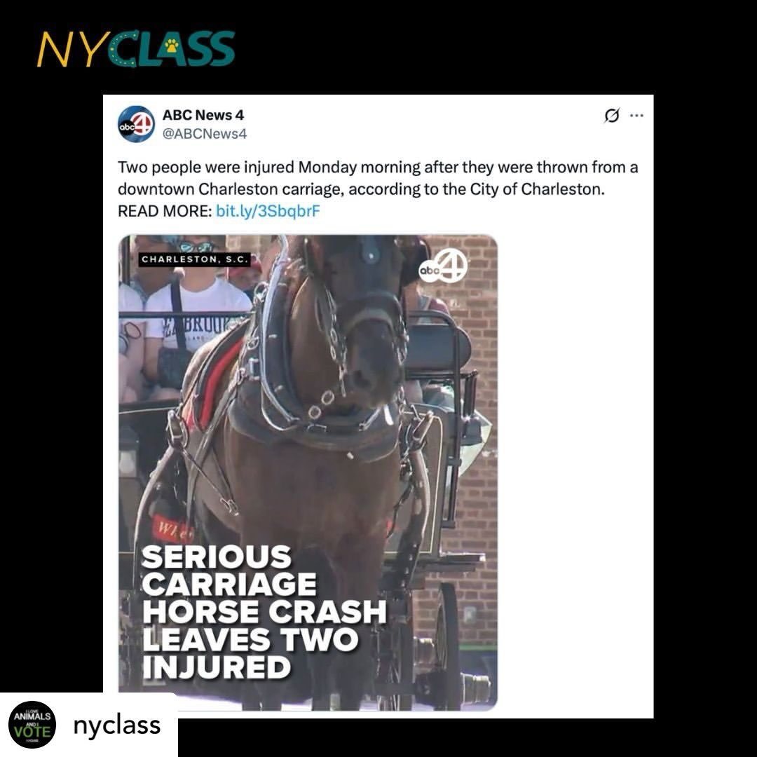 Get @reshare_app &bull; @nyclass The dangers of horse carriages are not exclusive to NYC, as was unfortunately seen today in Charleston, South Carolina. 

We hope Charleston officials will consider following the lead of many  cities that have removed