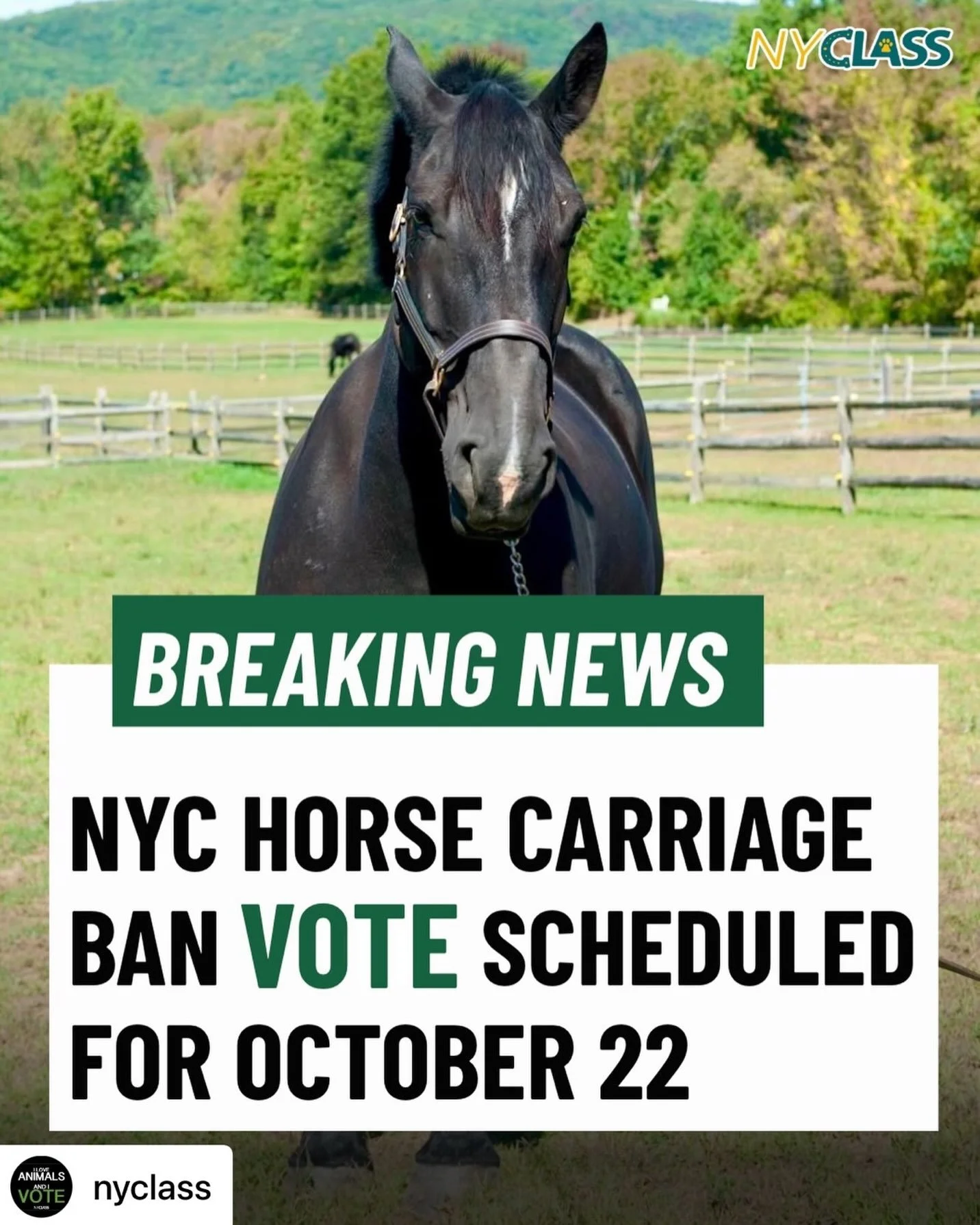 Get @reshare_app &bull; @nyclass BREAKING: @nyccouncil will pass Romanch&rsquo;s Law on October 22 to ban cruel and dangerous horse-drawn carriages! We have the support of the Council and the mayor to finally end this deadly industry.

Thank you @spe