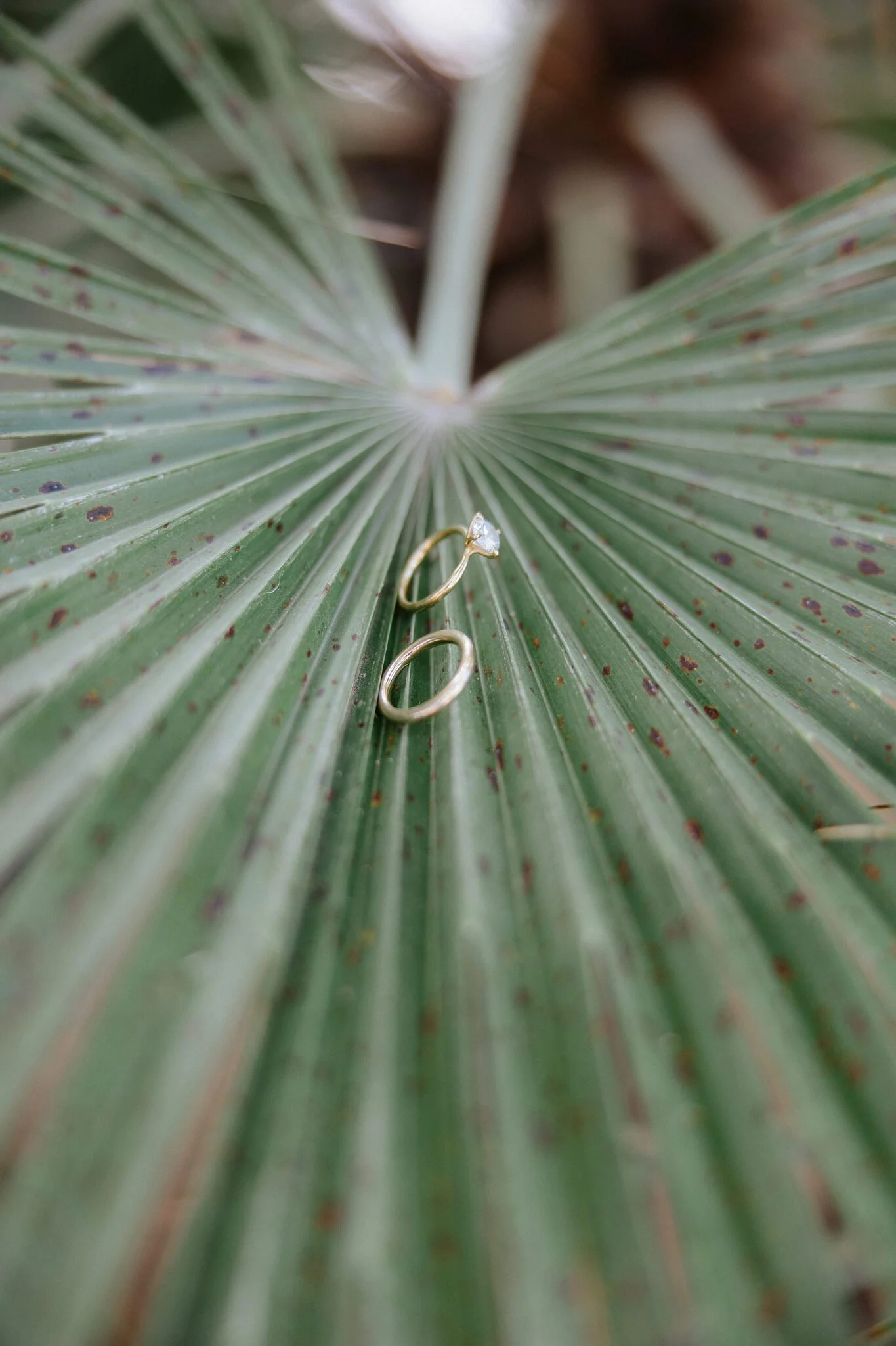 Wedding bands on a palm leaf