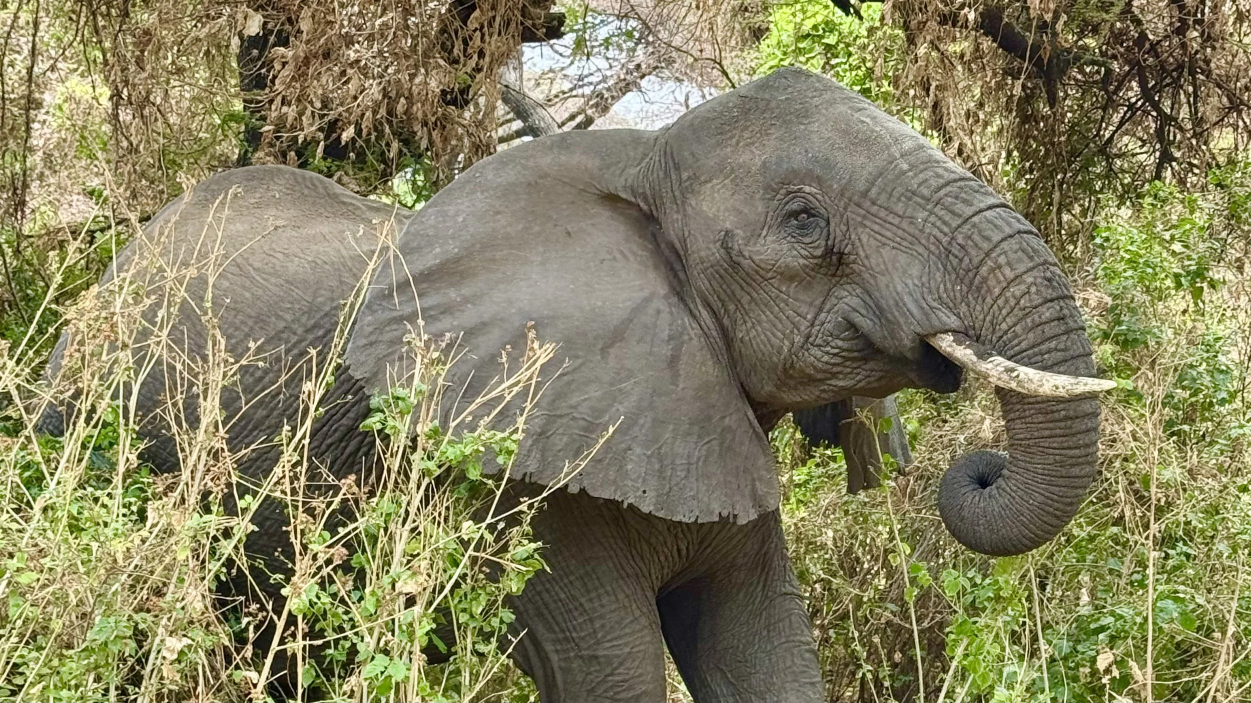 Elephant in Tanzania