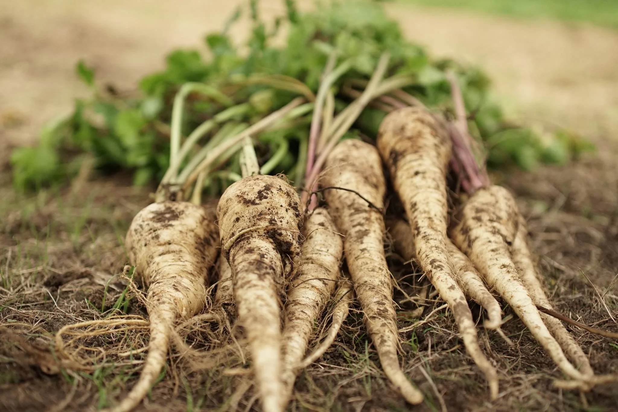 Organic Edible Garden