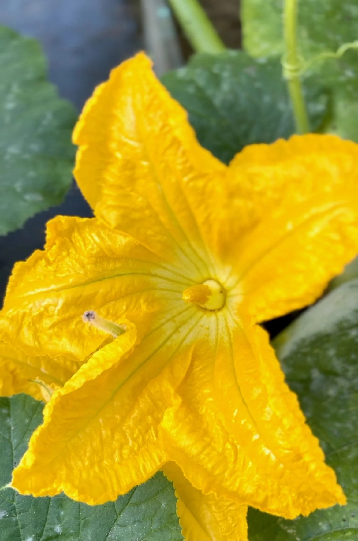 A close-up of a bright yellow squash flower with green leaves in the background.