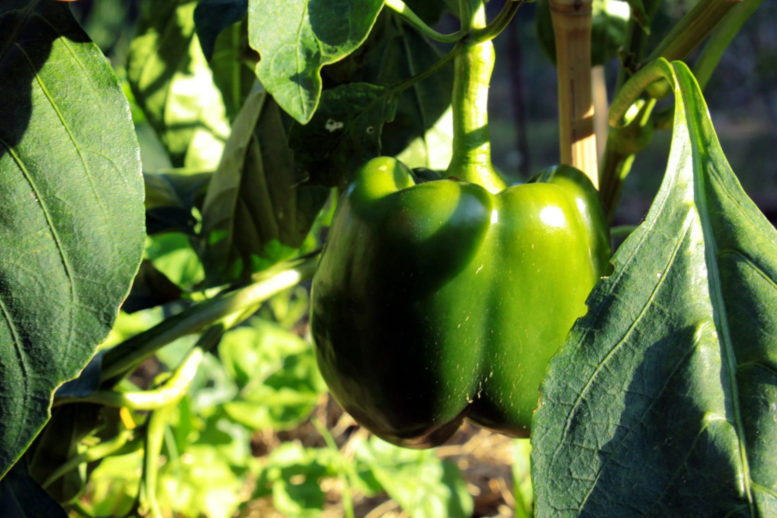 Green bell pepper growing on a plant surrounded by green leaves.