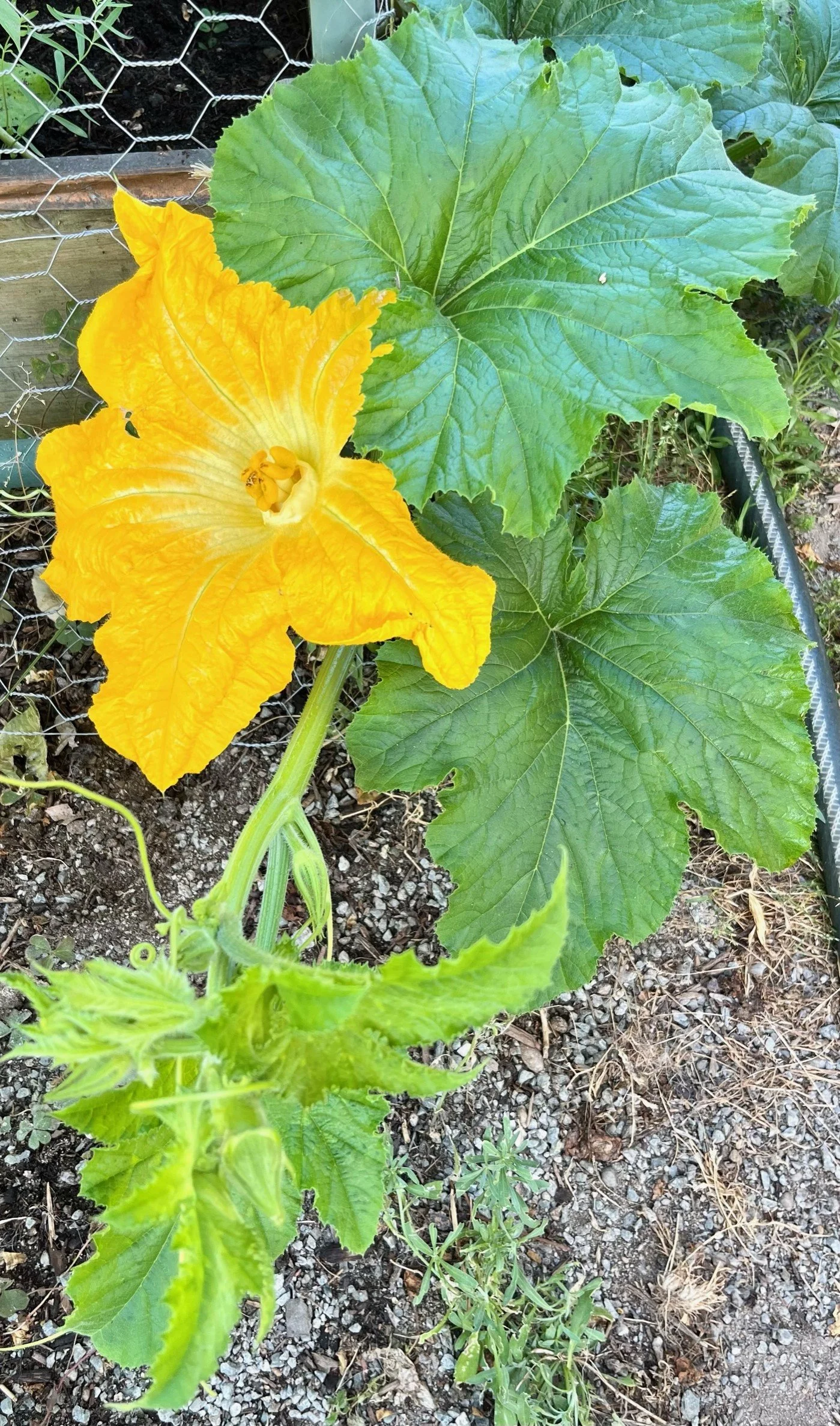 How to Grow Abundant Squash (and the surprising thing that might be keeping you from it)