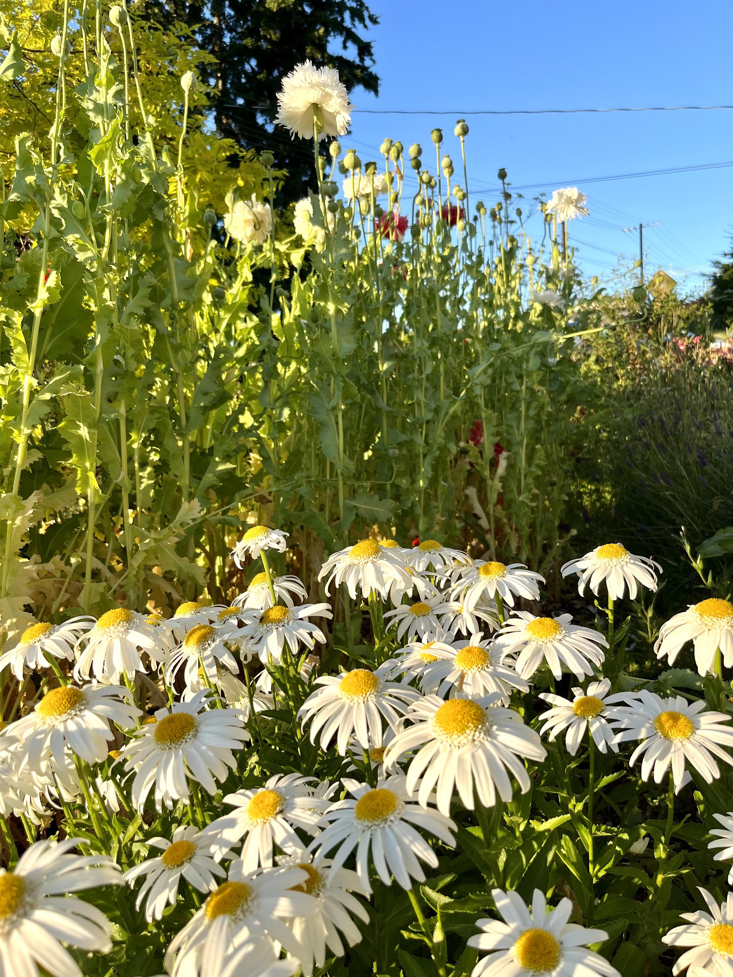To Grow Cut Flowers Without Sacrificing Your Garden’s Beauty, Think Like a Florist