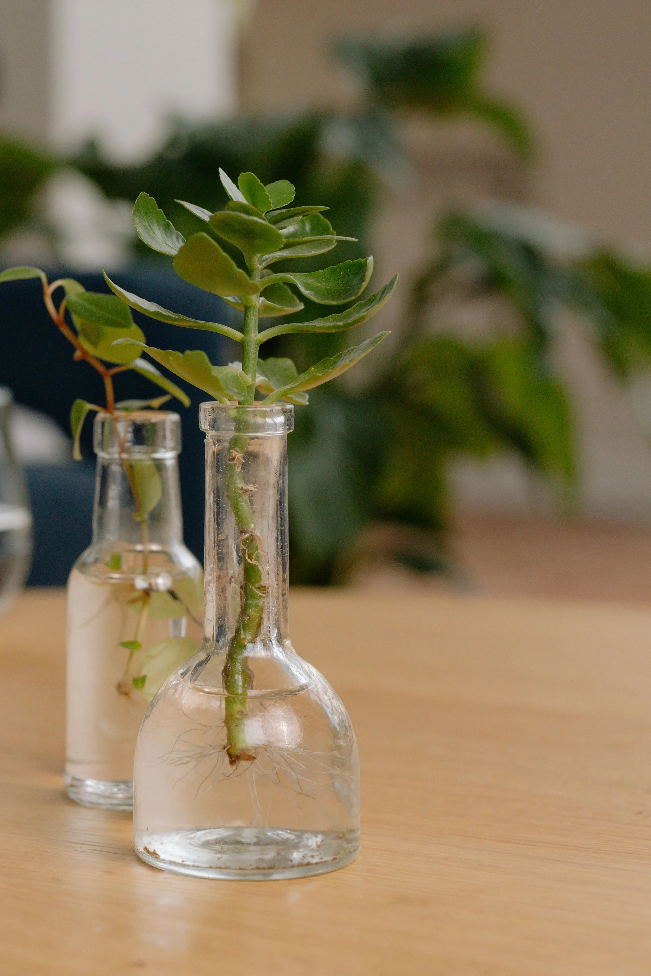 How to Propogate Plants 