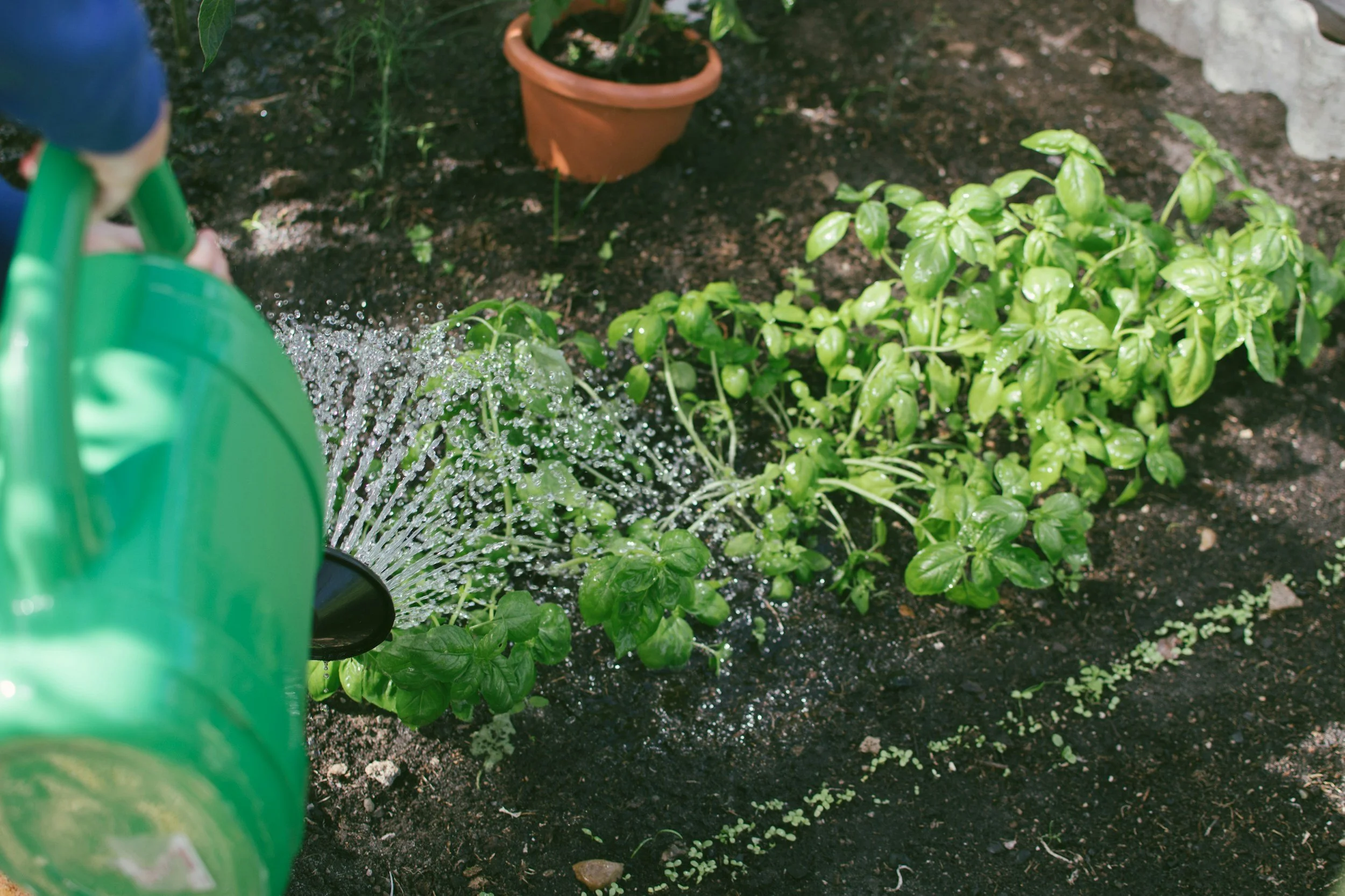 How to Water a Garden