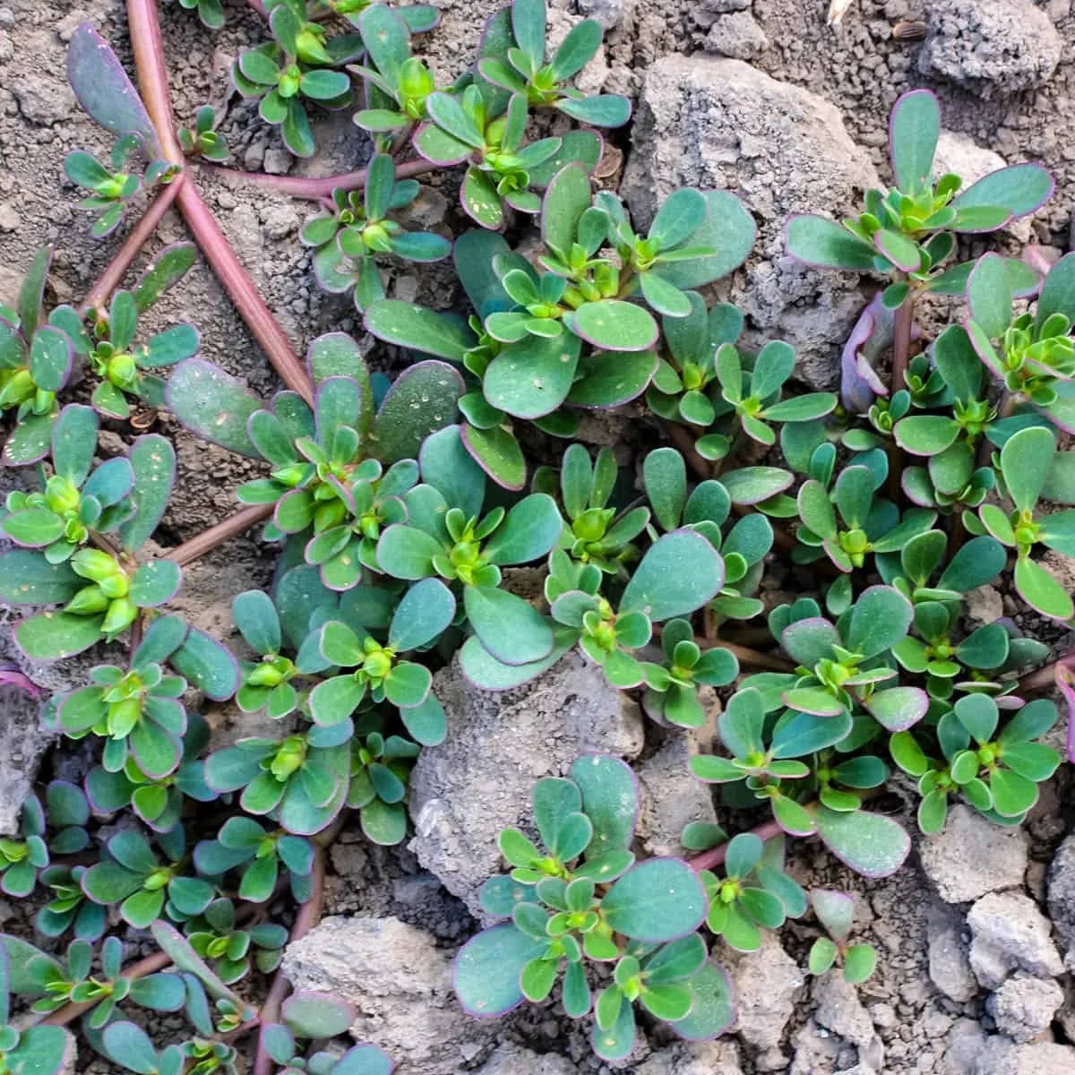 Listen to Your Weeds: They’re Telling You About Your Soil