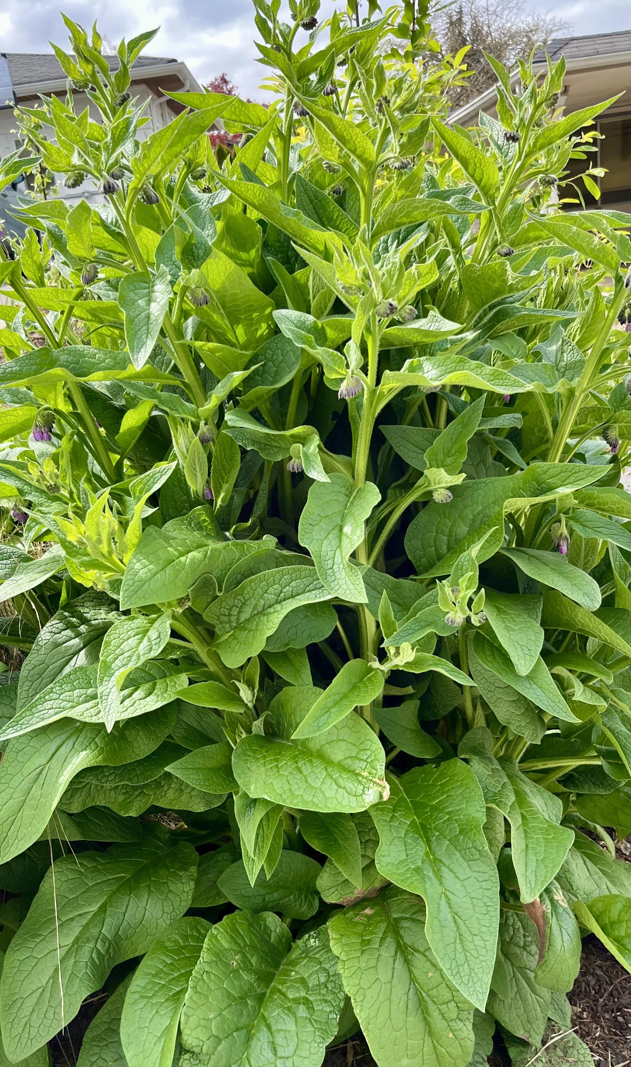 How and Why to Make Comfrey Tea for Your Garden