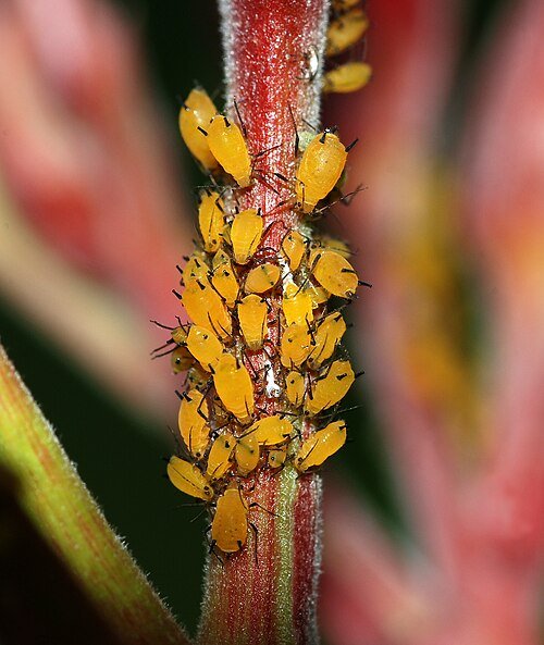 The Wild, Hollywood Film-Worthy Aphid