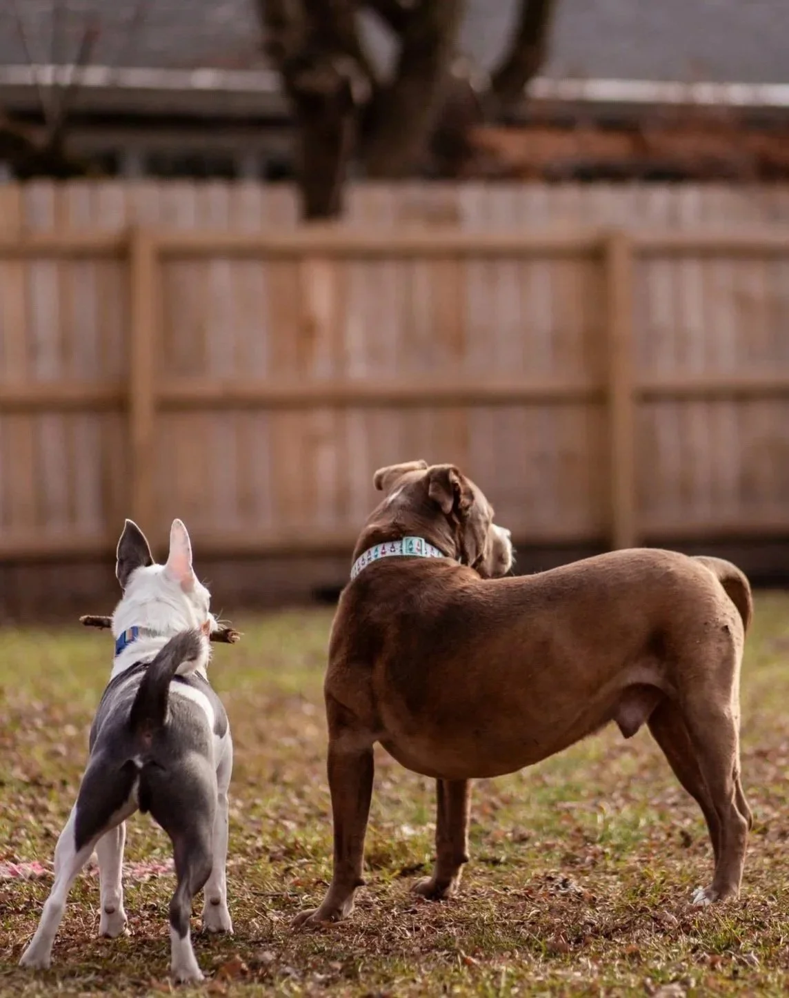 A small dog and a large dog standing on grass in a backyard, facing away from the camera, with a wooden fence in the background.