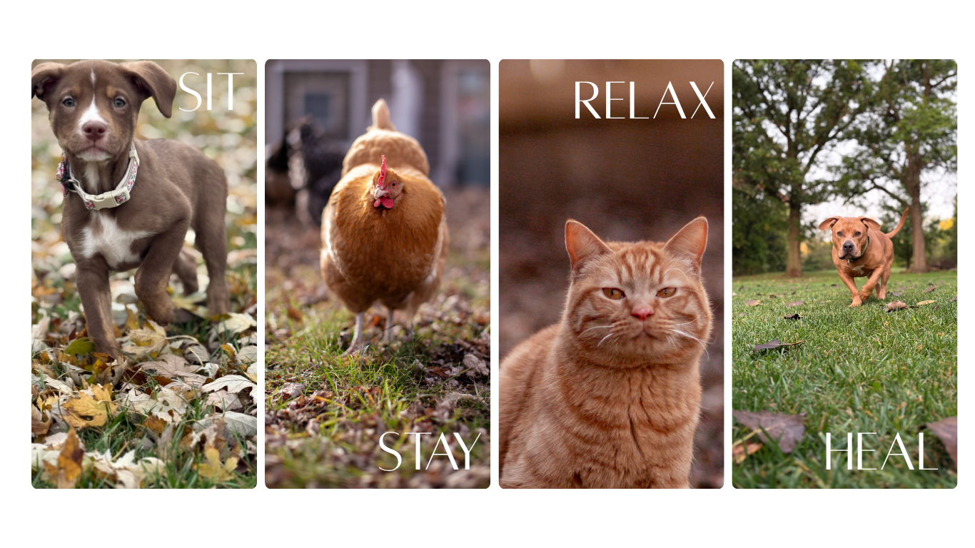 A collage of four animals with words: a puppy with leaves, a chicken with grass, a cat, and a dog in a park, with words overlayed: "SIT," "STAY," "RELAX," and "HEAL."