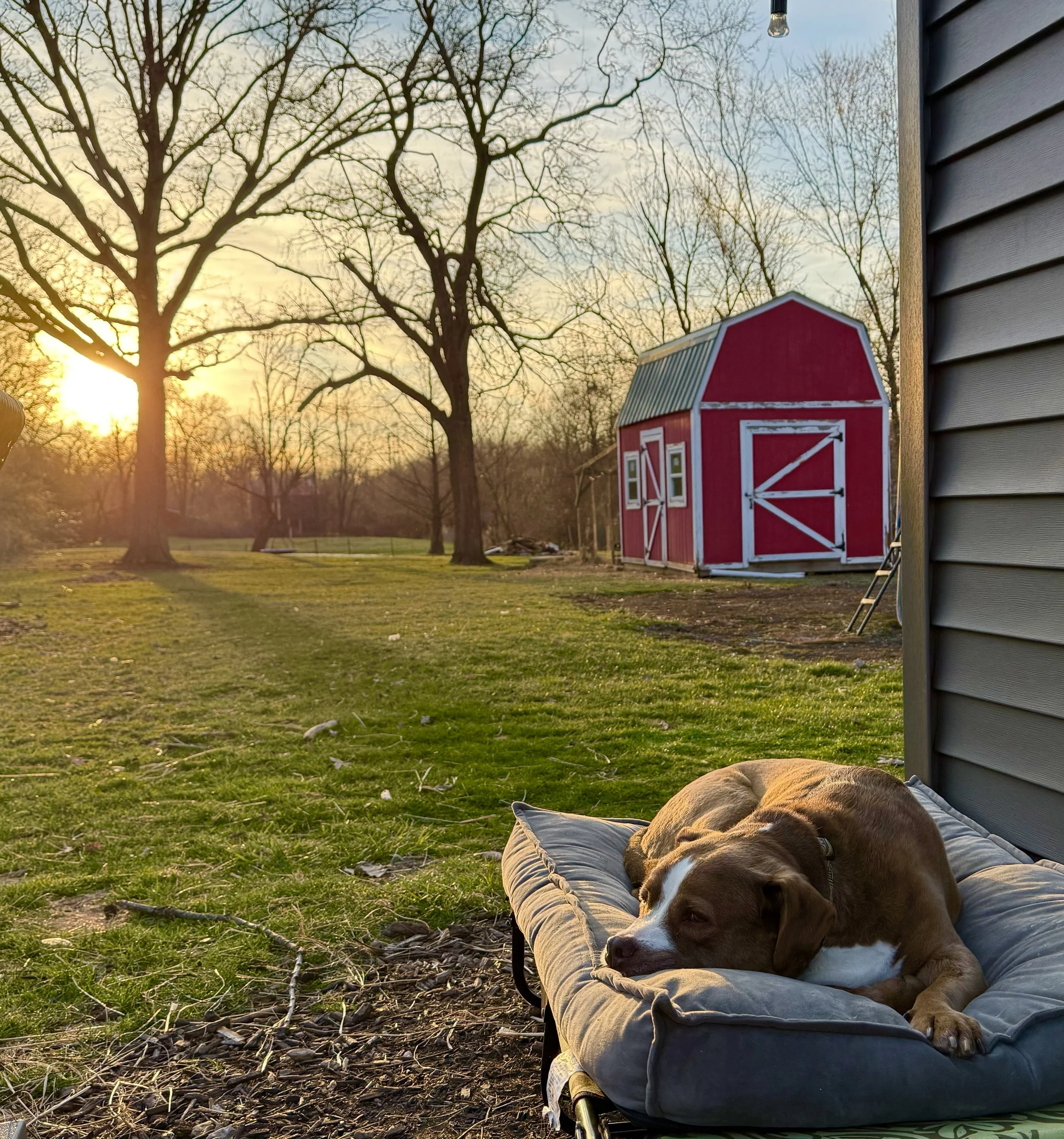 A brown and white dog lying on a cushioned bed outside next to a house with gray siding, during sunset with leafless trees in the background and a red barn on the right.