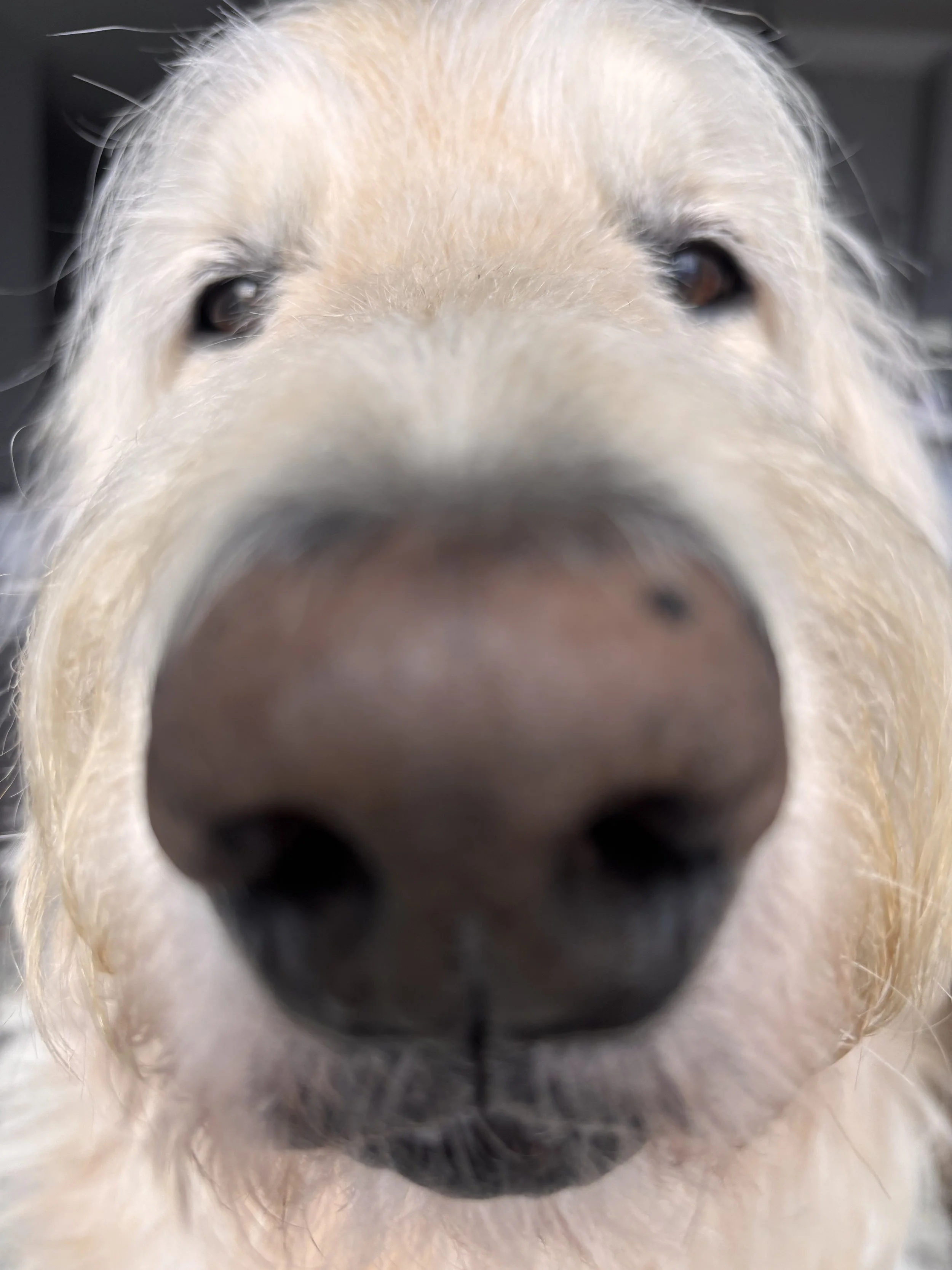 Close-up of a large dog's face, focusing on its nose, with blurry eyes and light-colored fur.