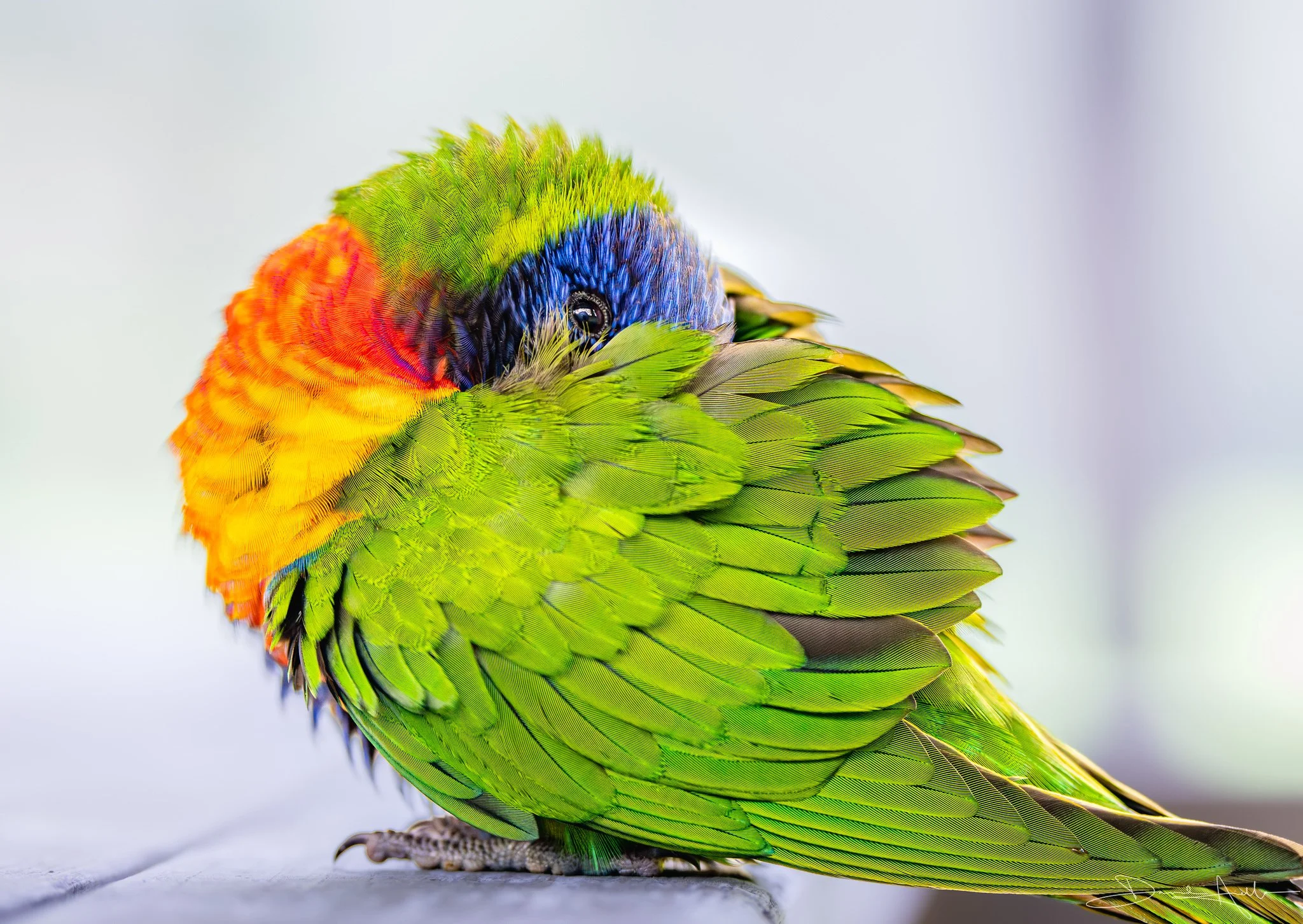 A1-SIG-Resting Rainbow-WEB-1x1.41.jpg