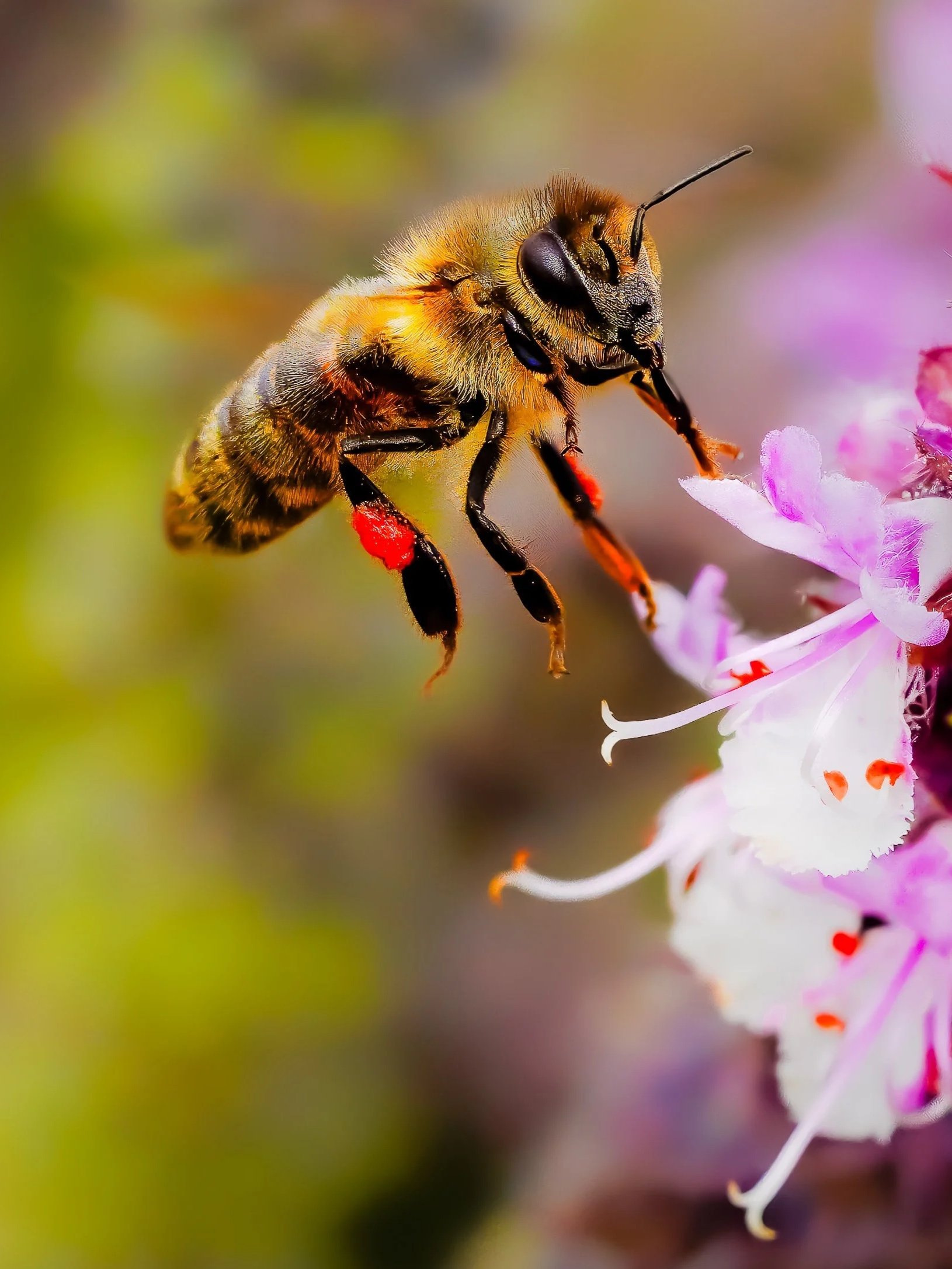 Fine Art 25 Collection