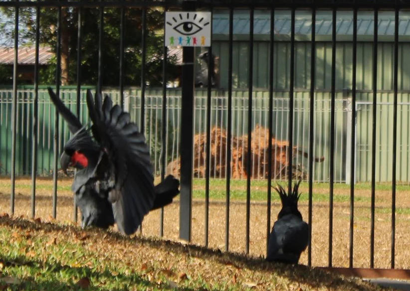 Palm Cockatoo Returns