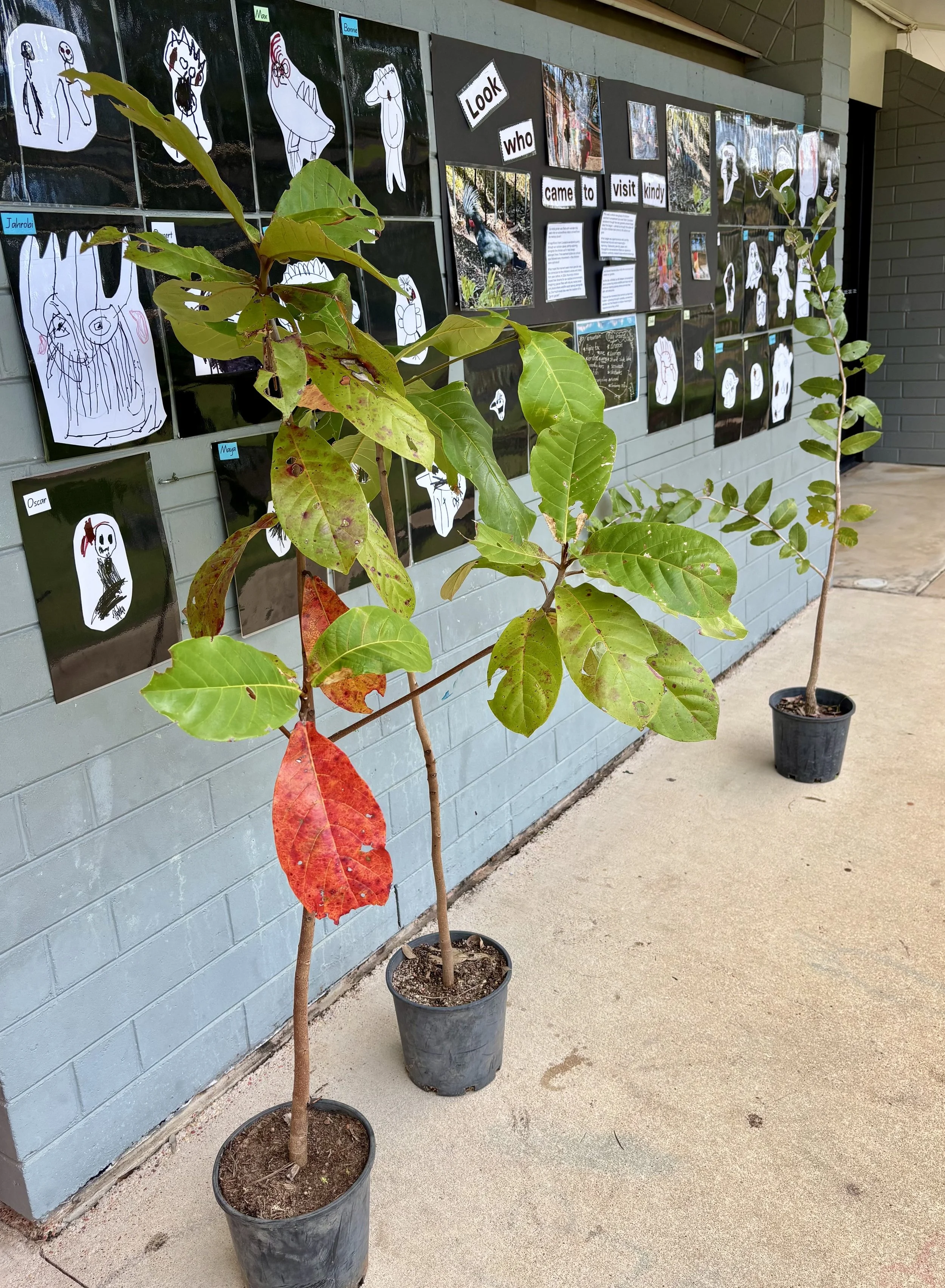 trees donated.jpeg