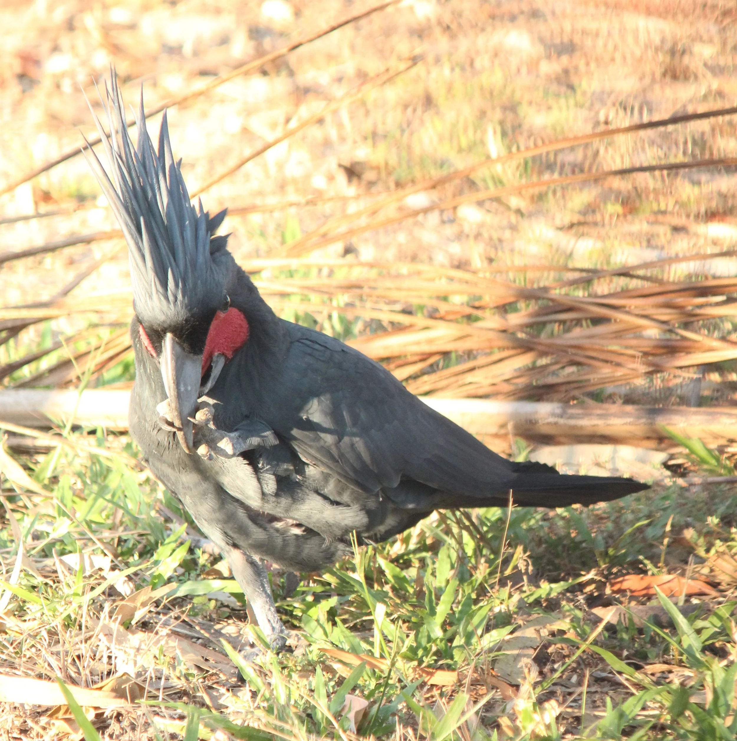 The Parrot Garden