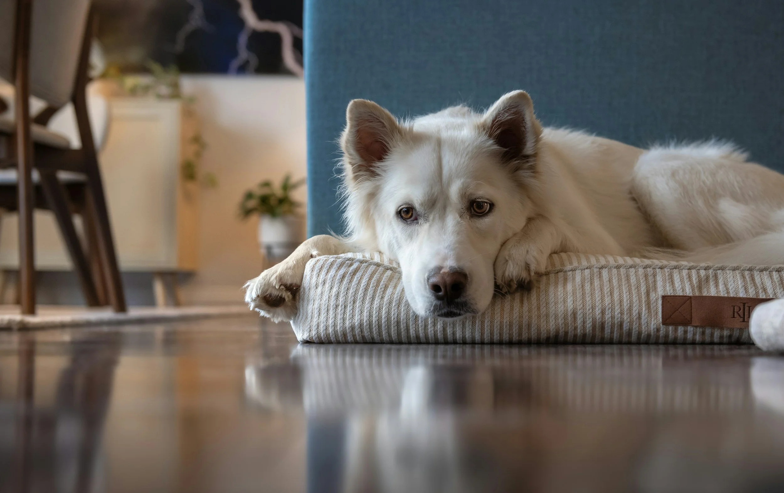 Creating a Healthier Home for Your Pets