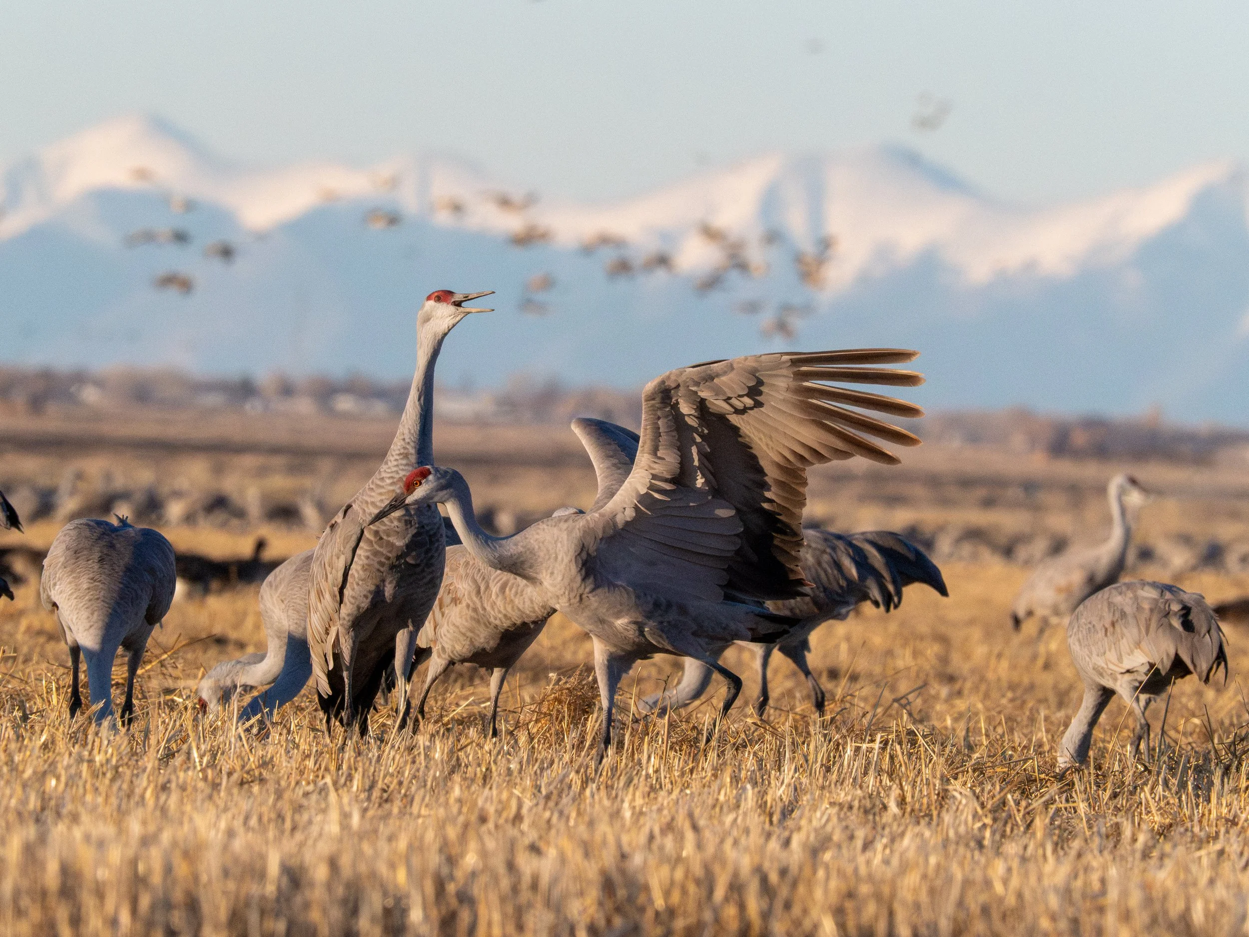 2026 Monte Vista Crane Festival