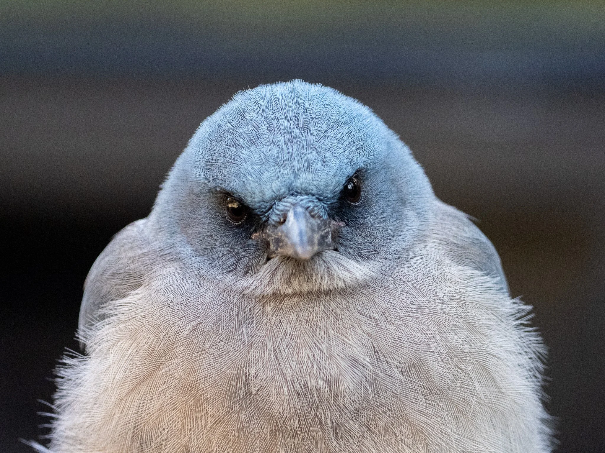 PB270591-3.jpg