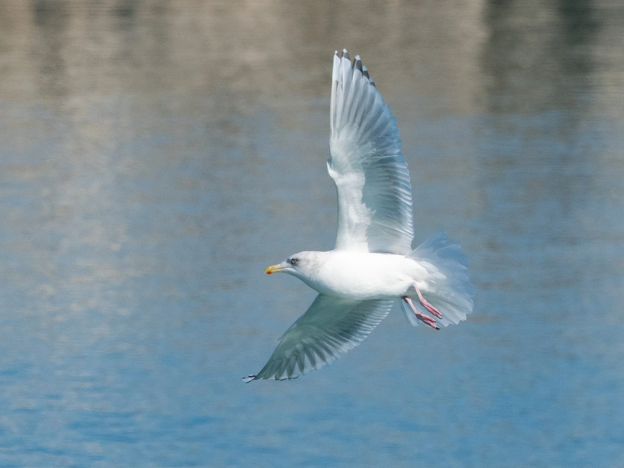 Chicago: The Gull Frolic