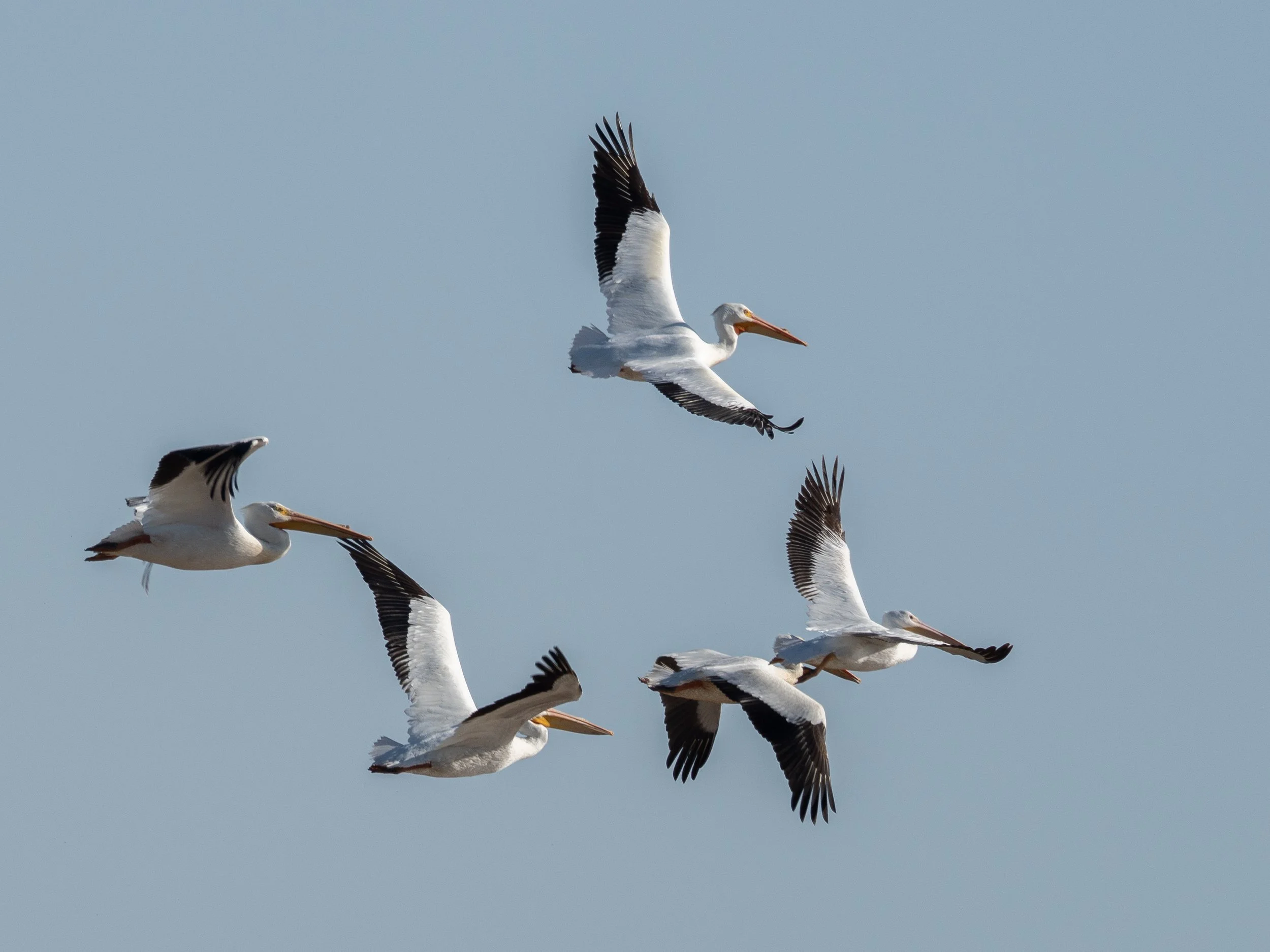 MDW 2026: Bosque del Apache and more